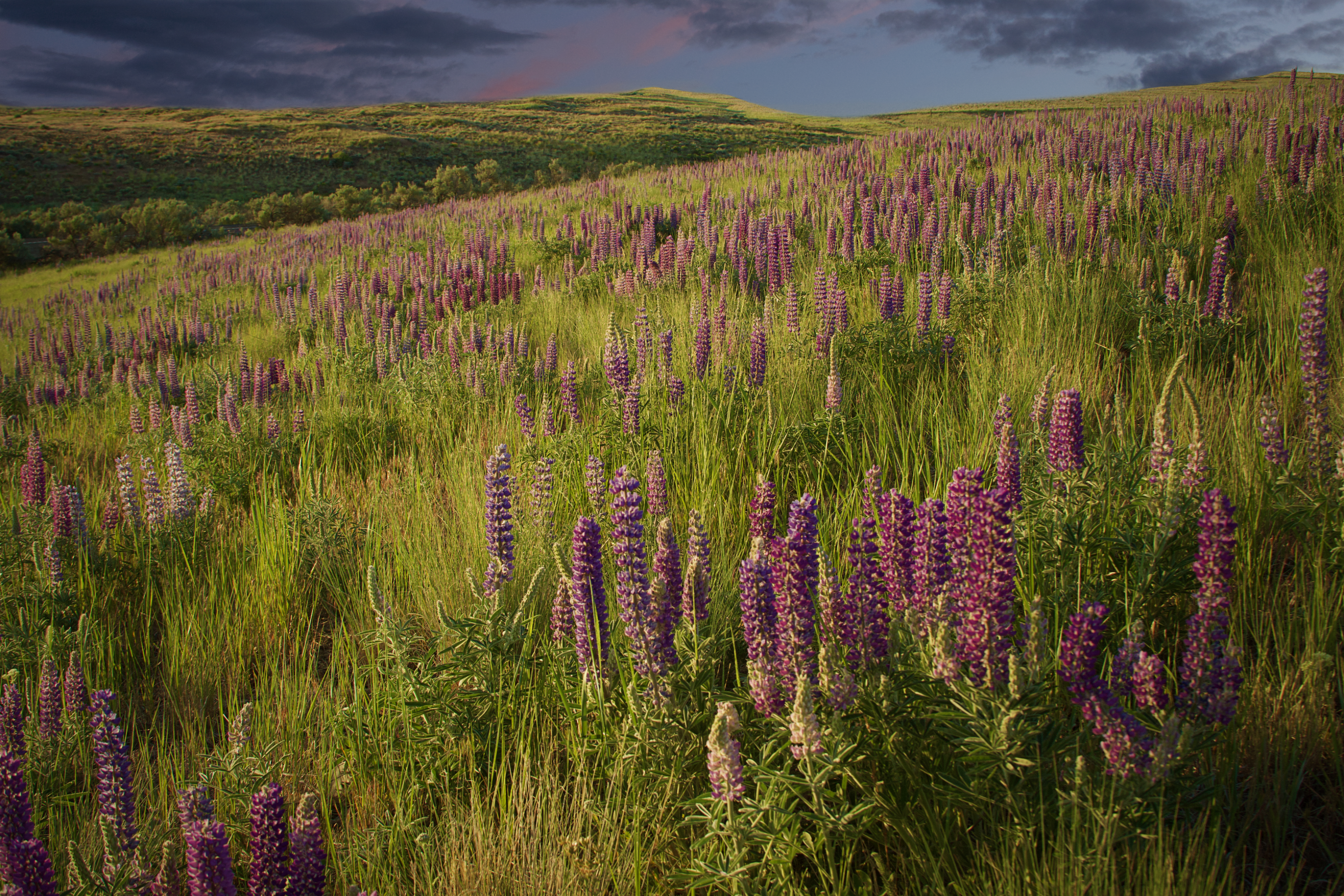 Lupins Flowers Field Nature Landscape