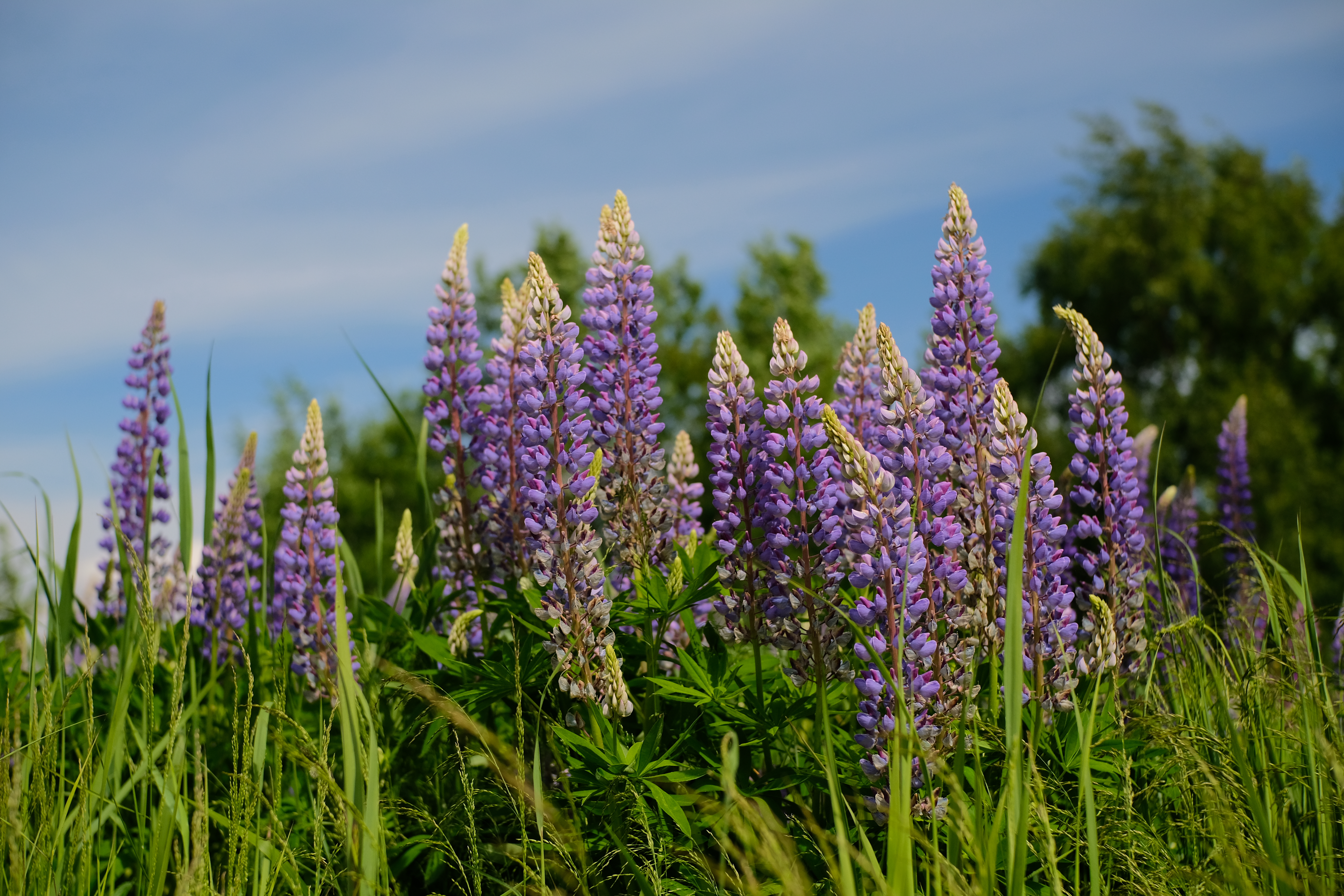 Lupins Flowers Grass Plants