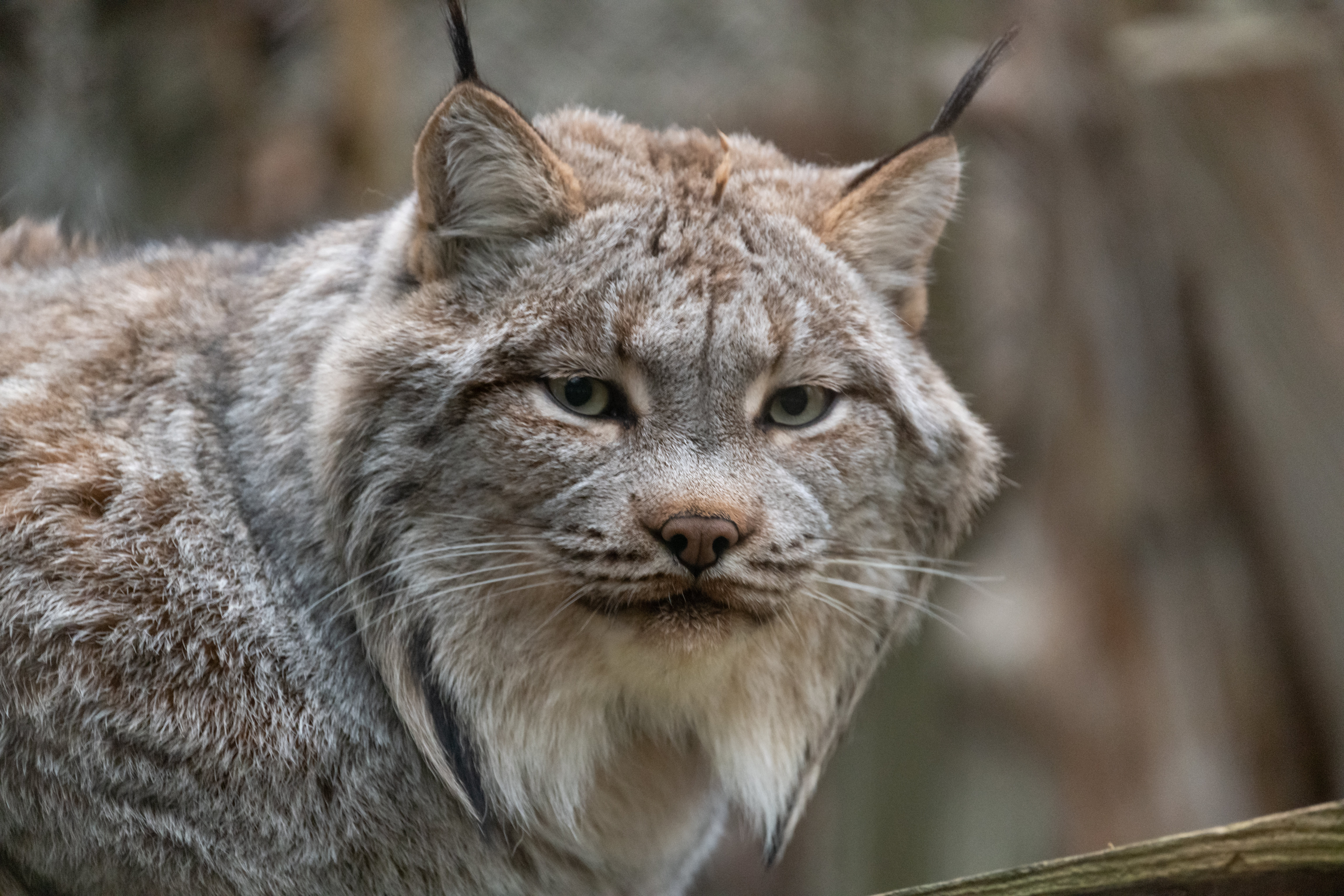 Lynx Animal Glance Predator