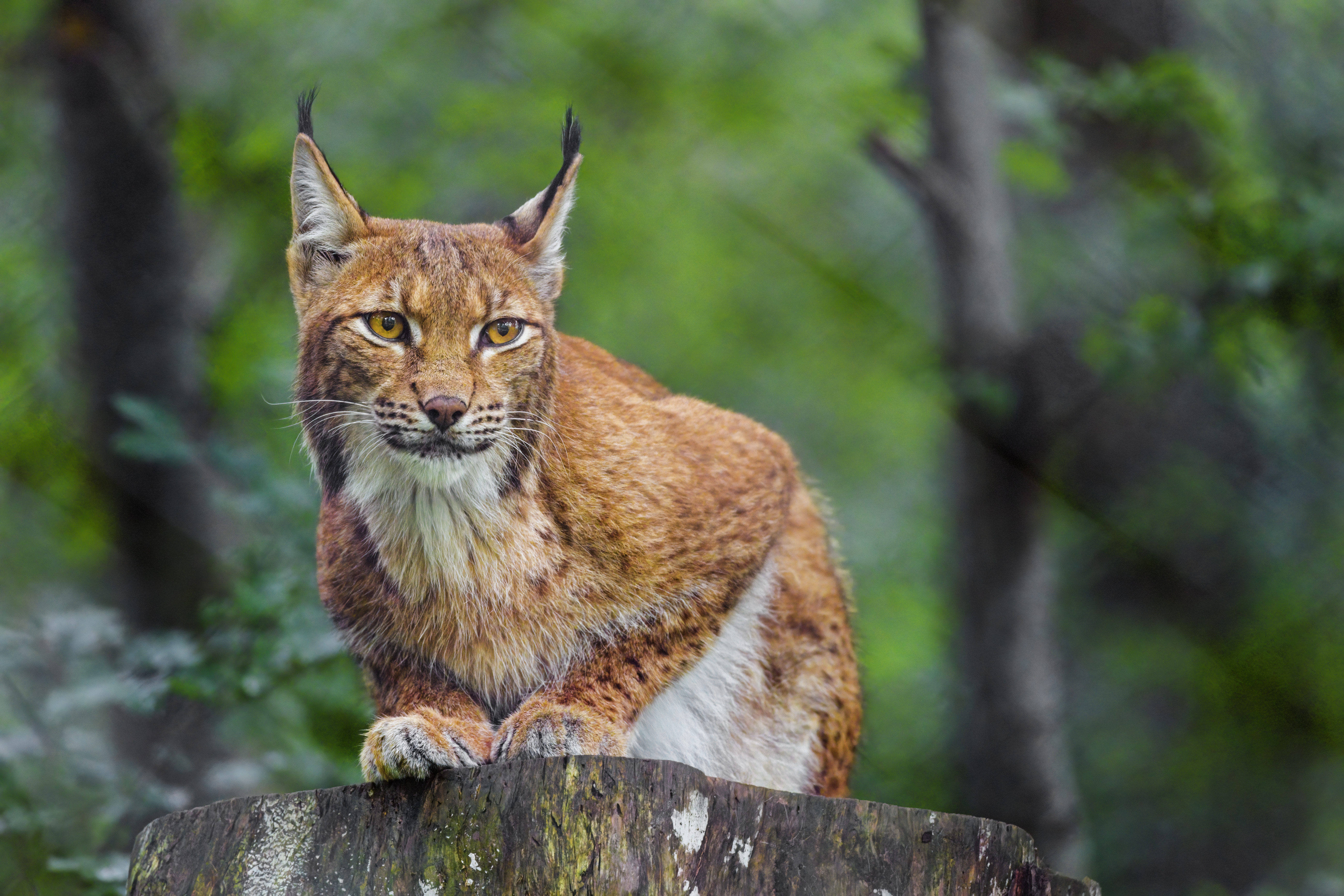 Lynx Animal Predator Wildlife Big-cat