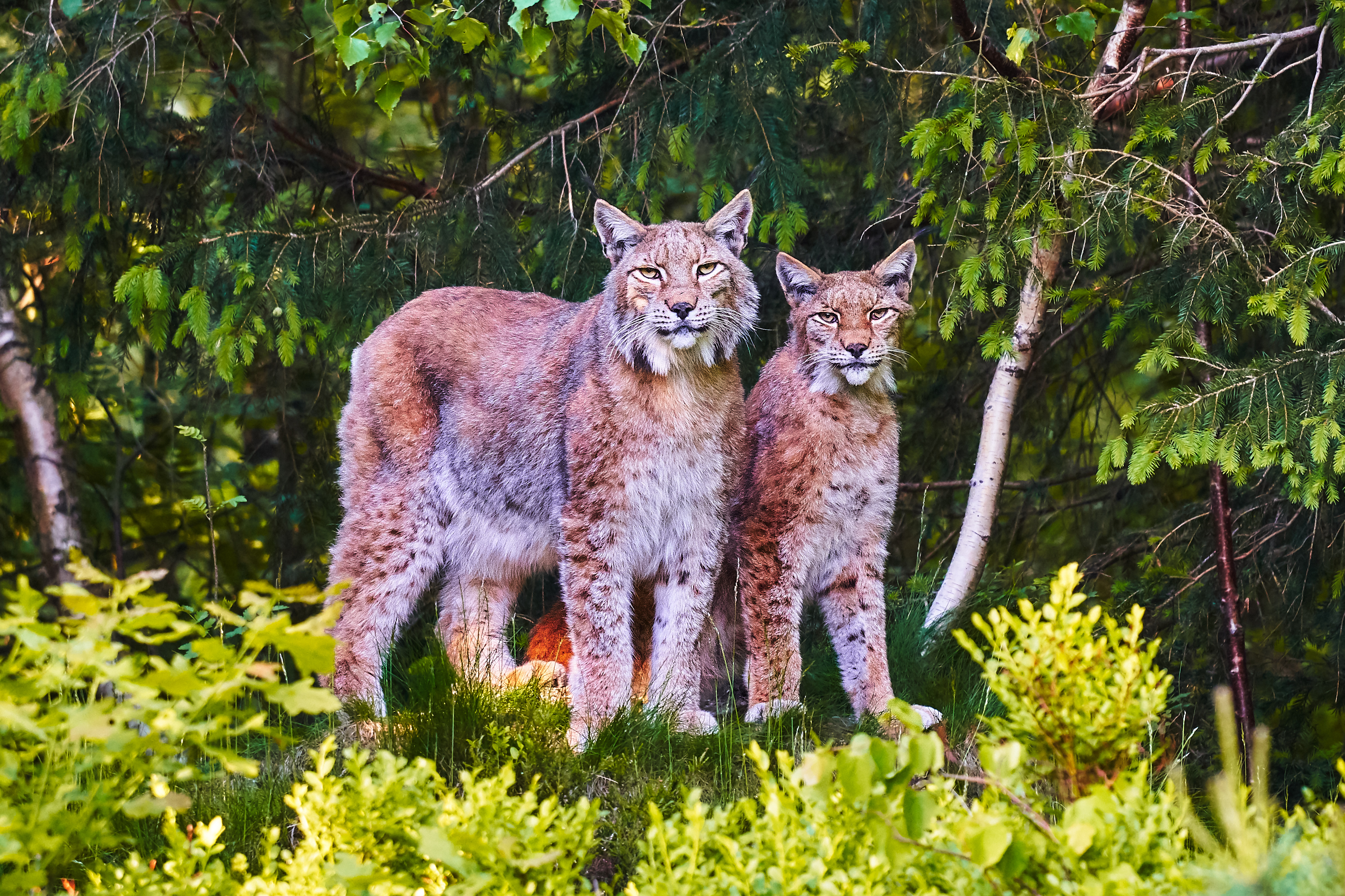 Lynx Animals Predators Wildlife