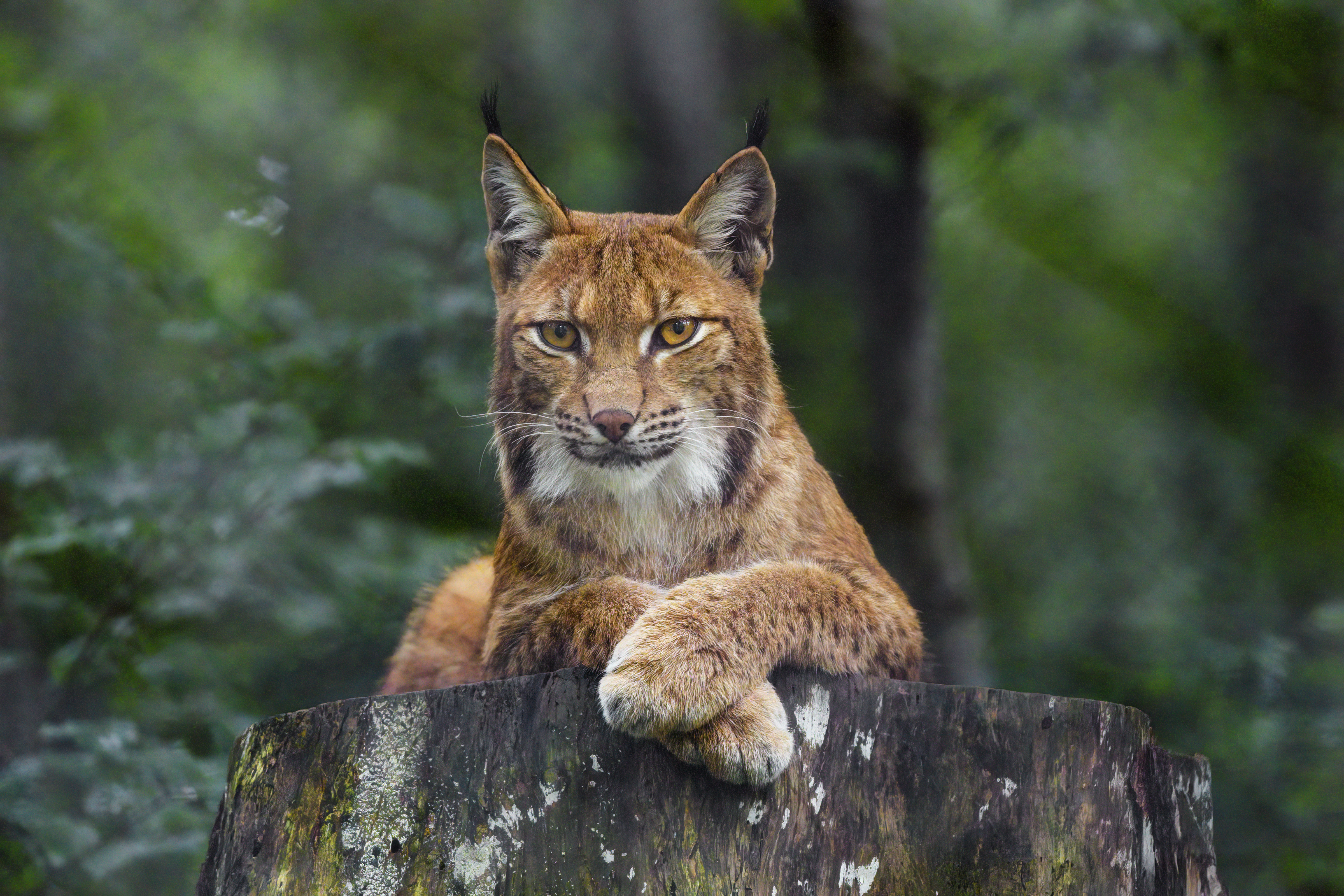 Lynx Glance Animal Predator Big-cat