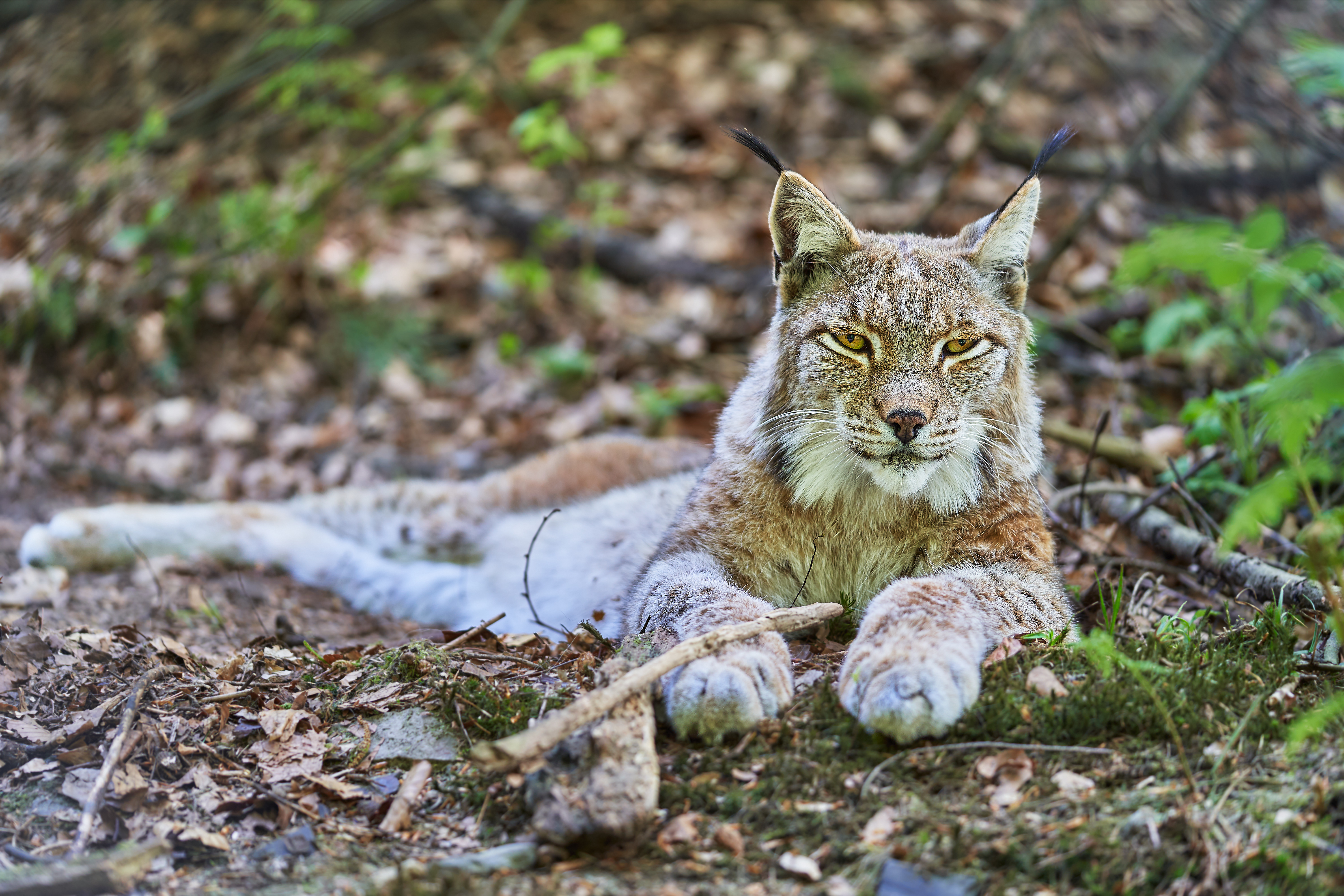 Lynx Glance Predator Animal Wildlife