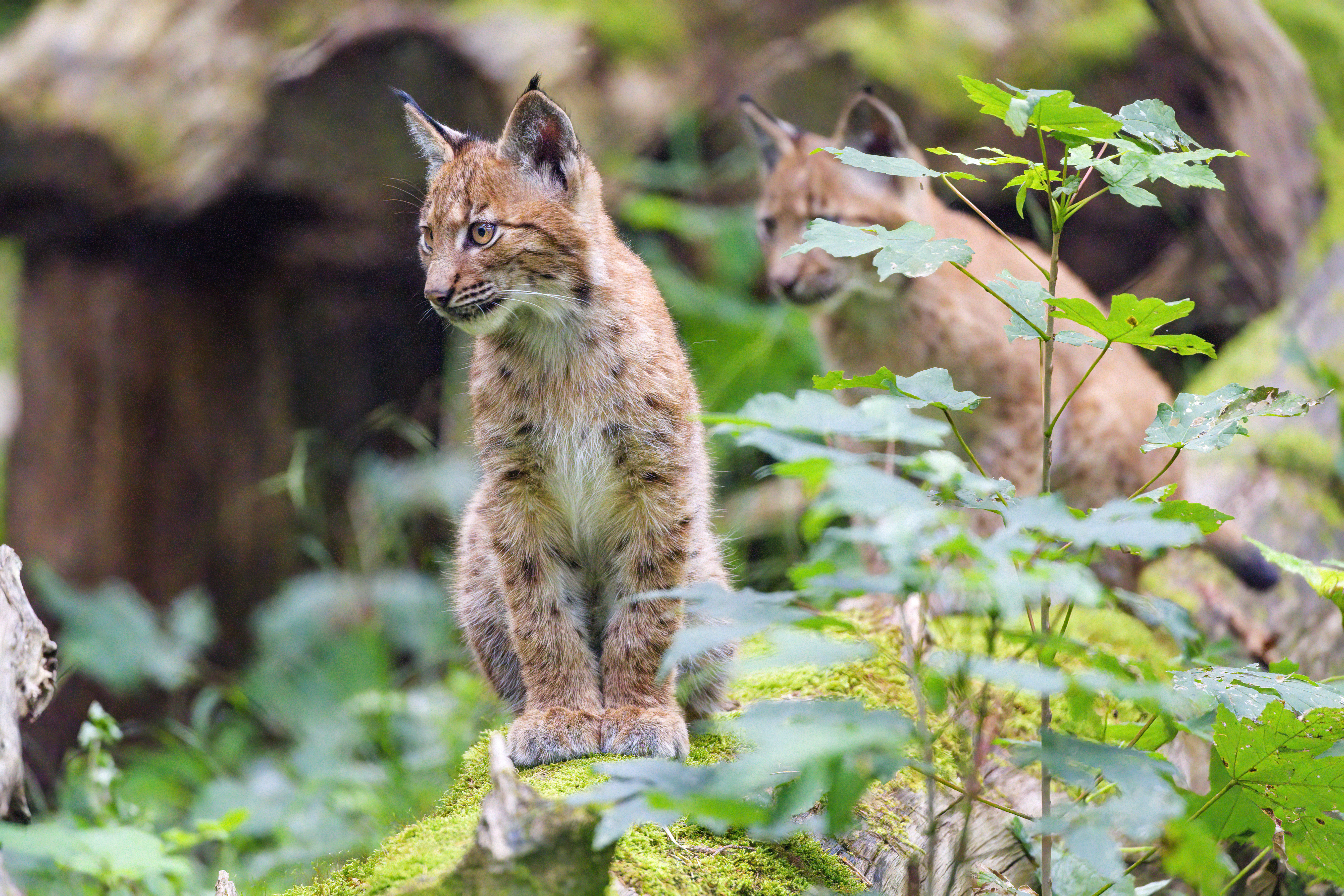 Lynx Kitten Animal Nature-reserve Cute