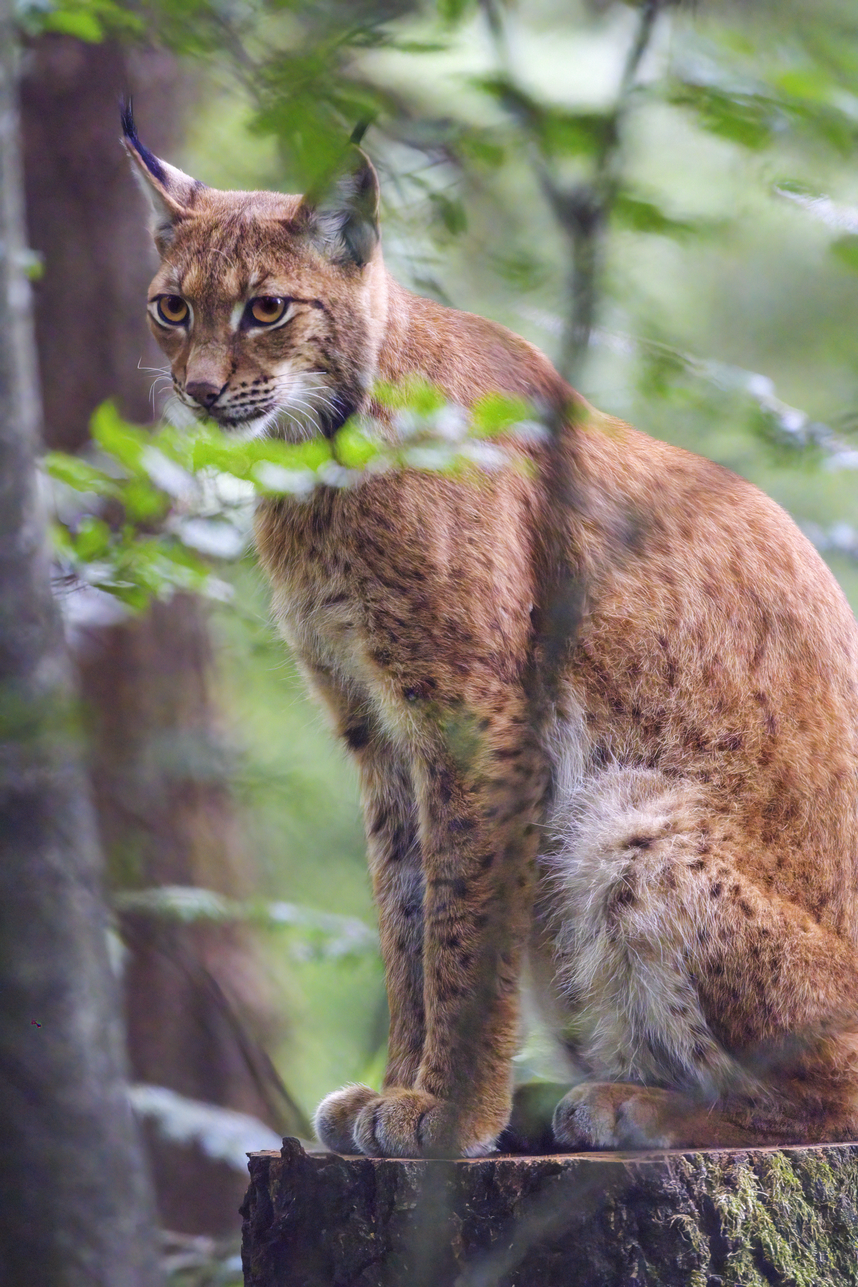 Lynx Predator Animal Glance Wildlife Big-cat