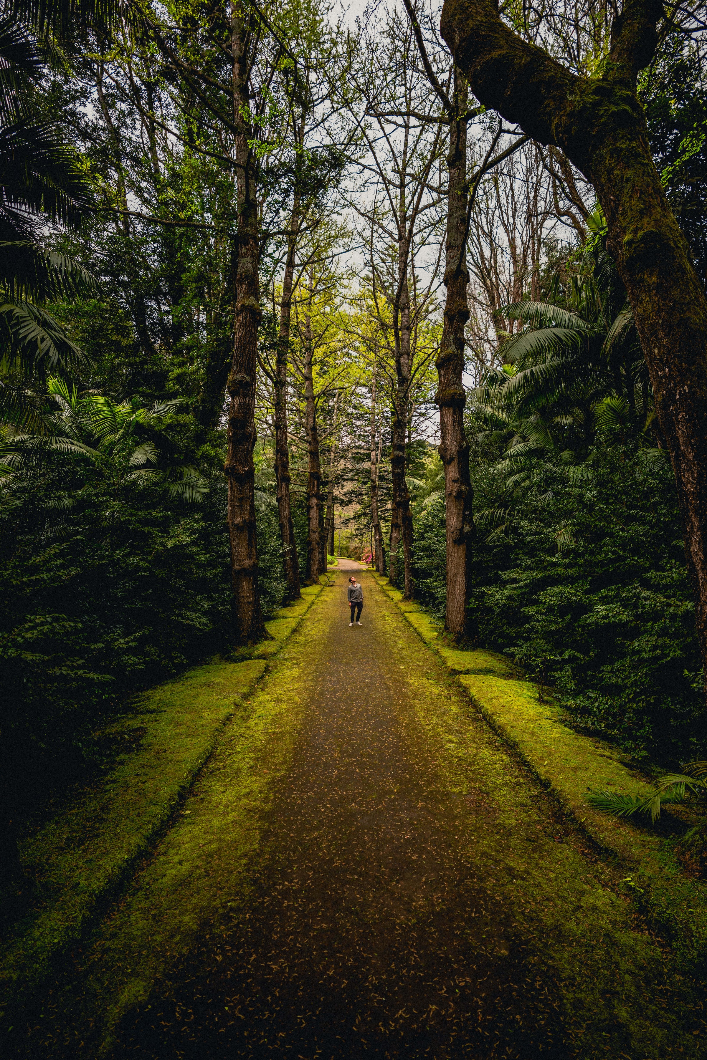 Man Alone Forest Path Walk