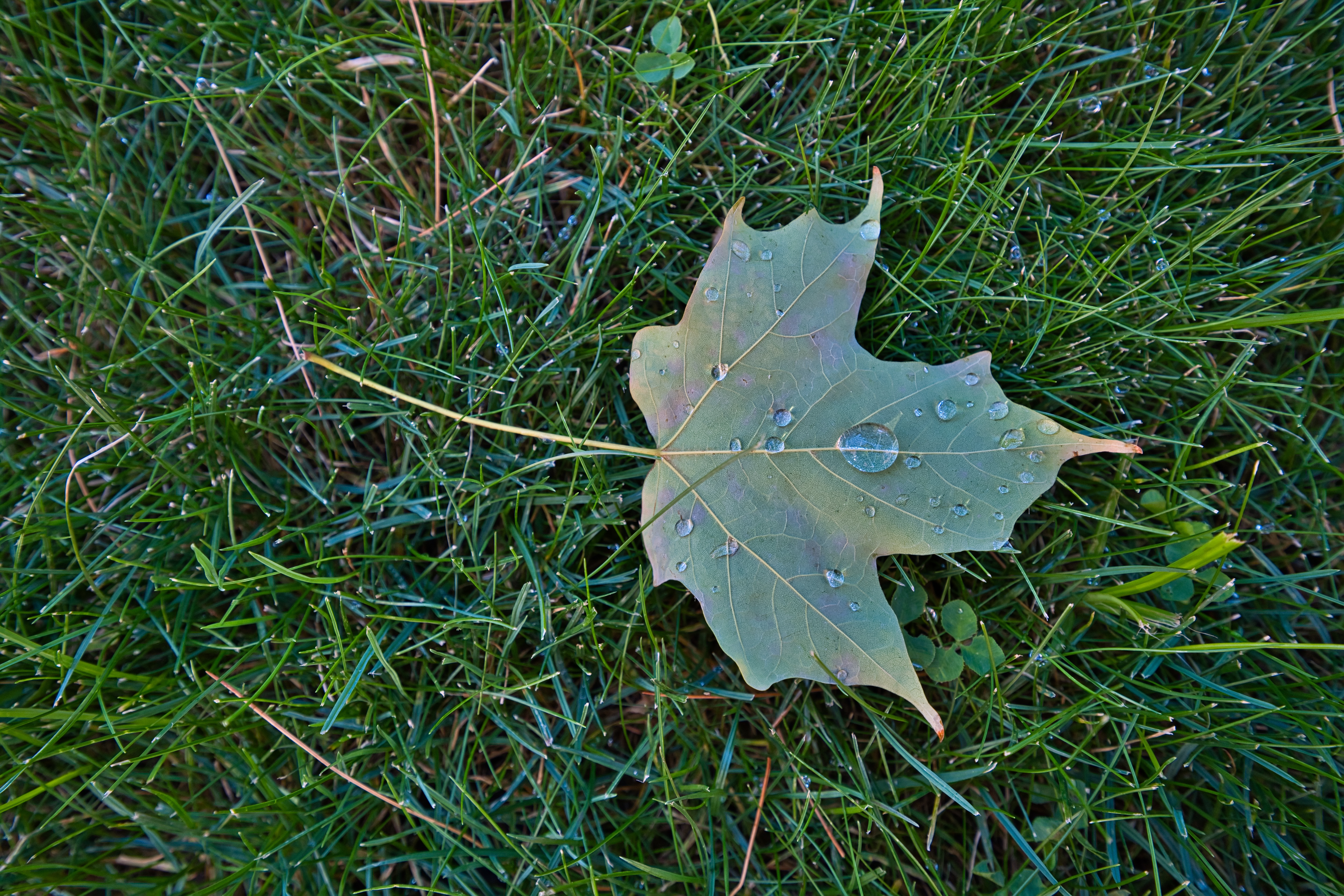 Maple-leaf Leaf Drops Macro Green