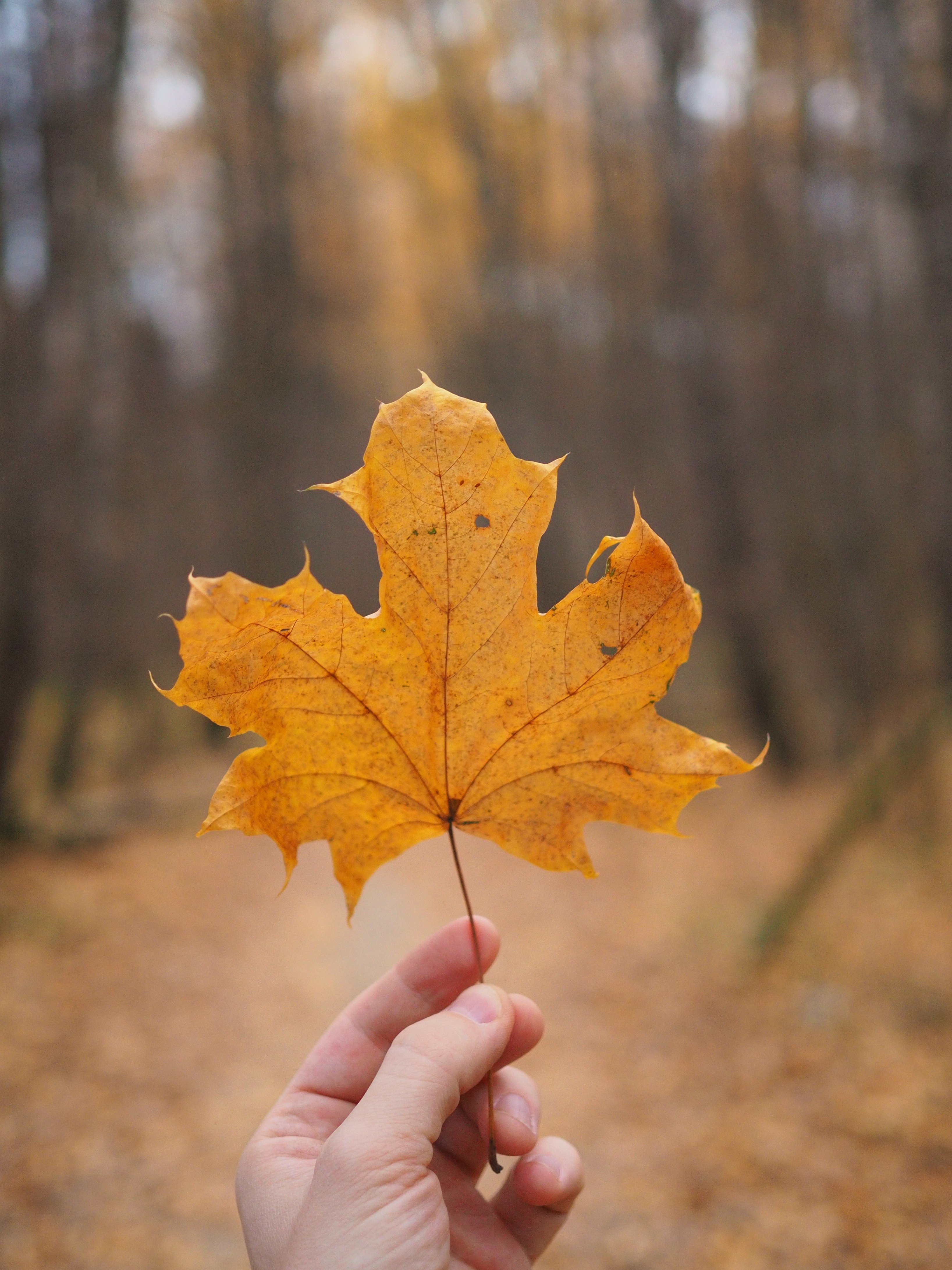 Maple-leaf Leaf Hand Autumn Macro