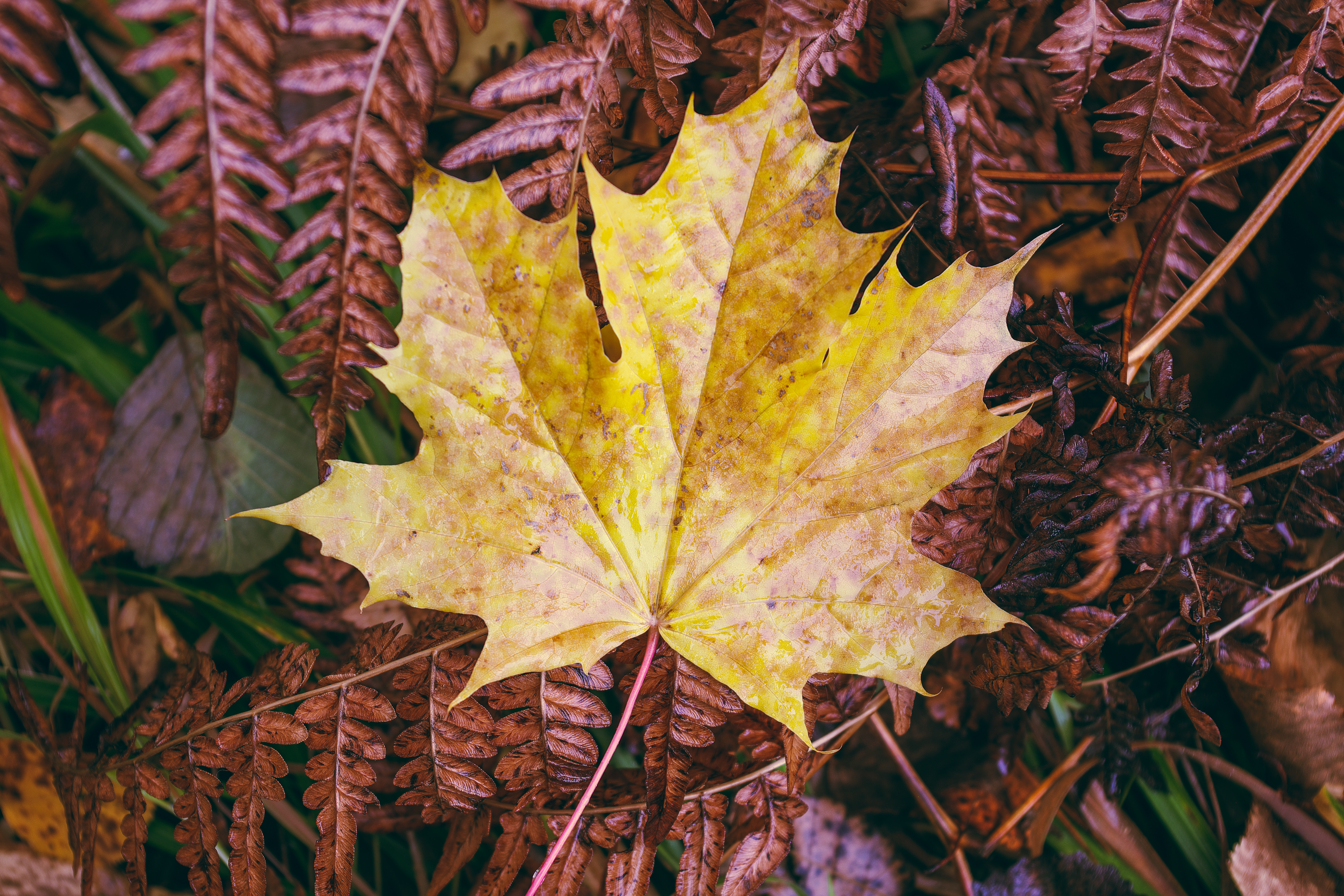 Maple-leaf Leaves Autumn Macro