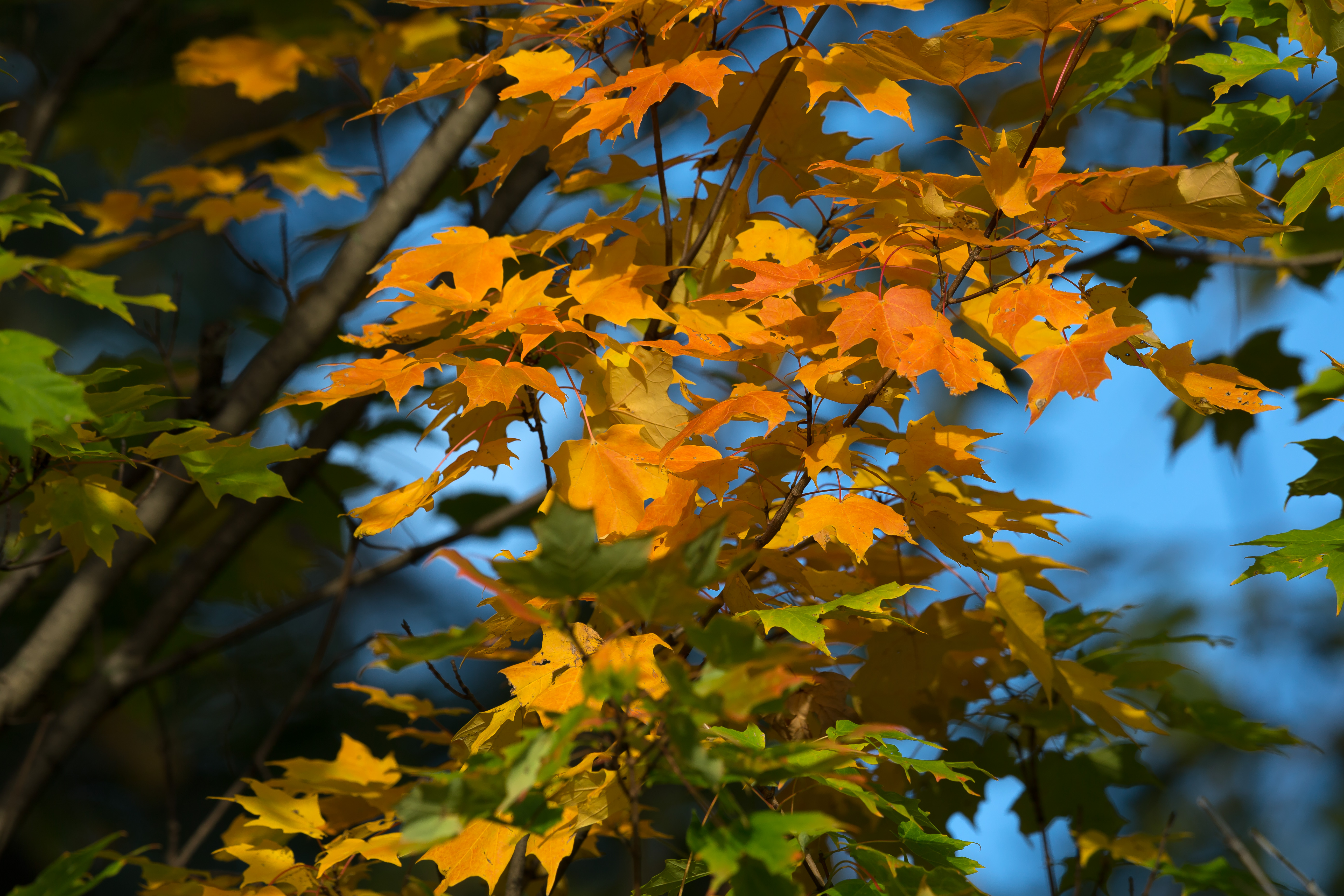 Maple Leaves Branches Autumn Macro