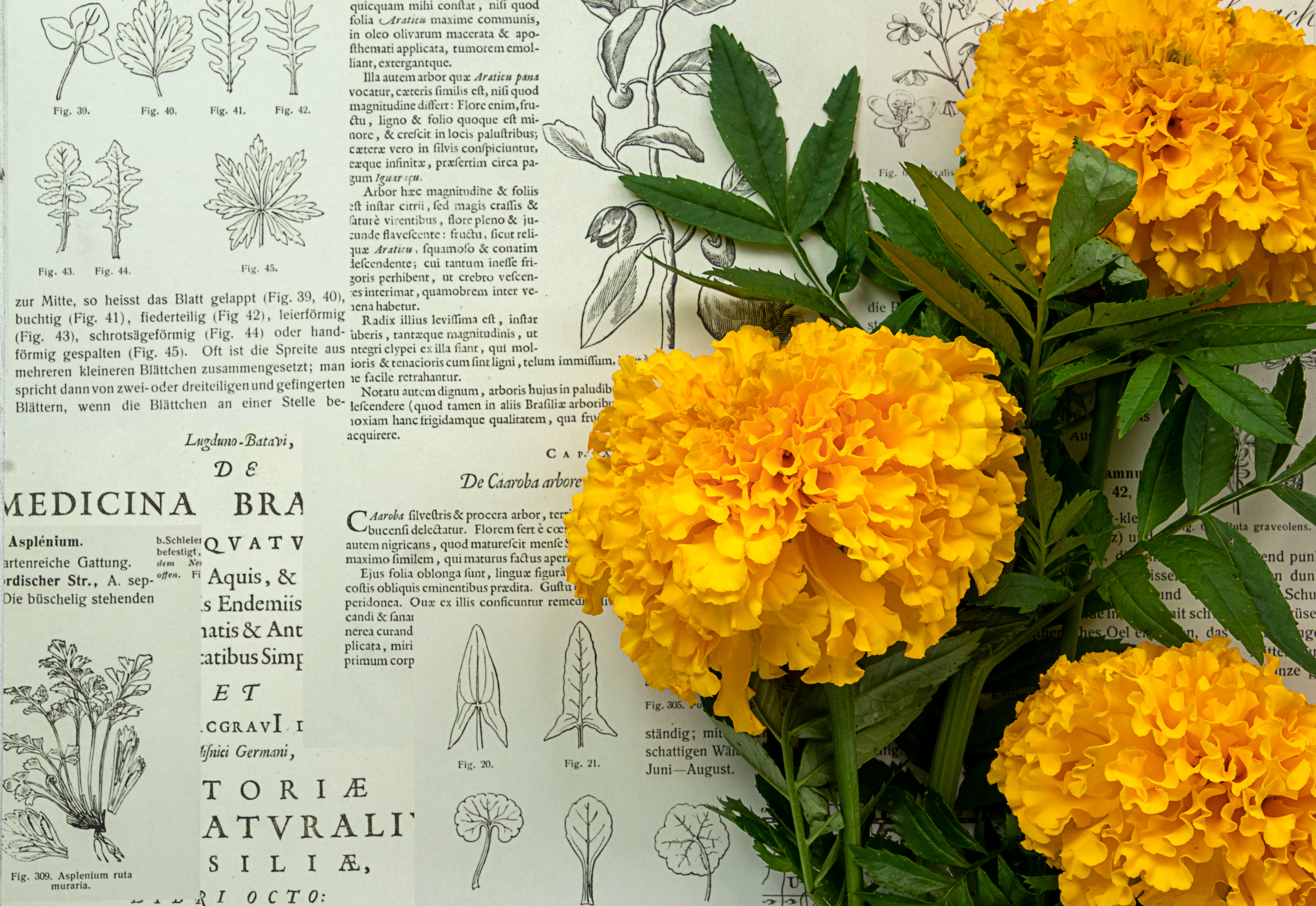 Marigolds Flowers Leaves Newspaper Macro