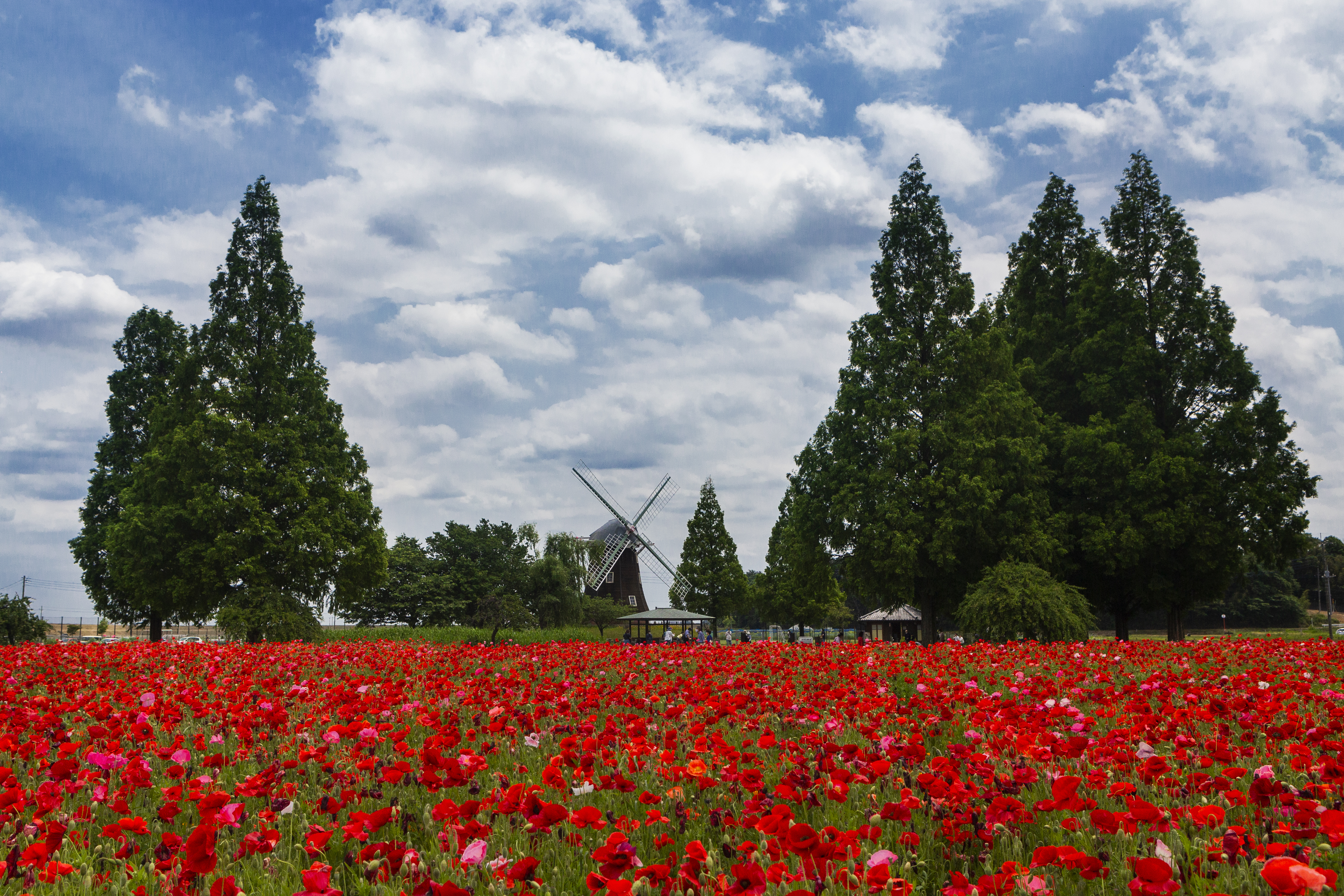 Mill Poppies Flowers Field Landscape