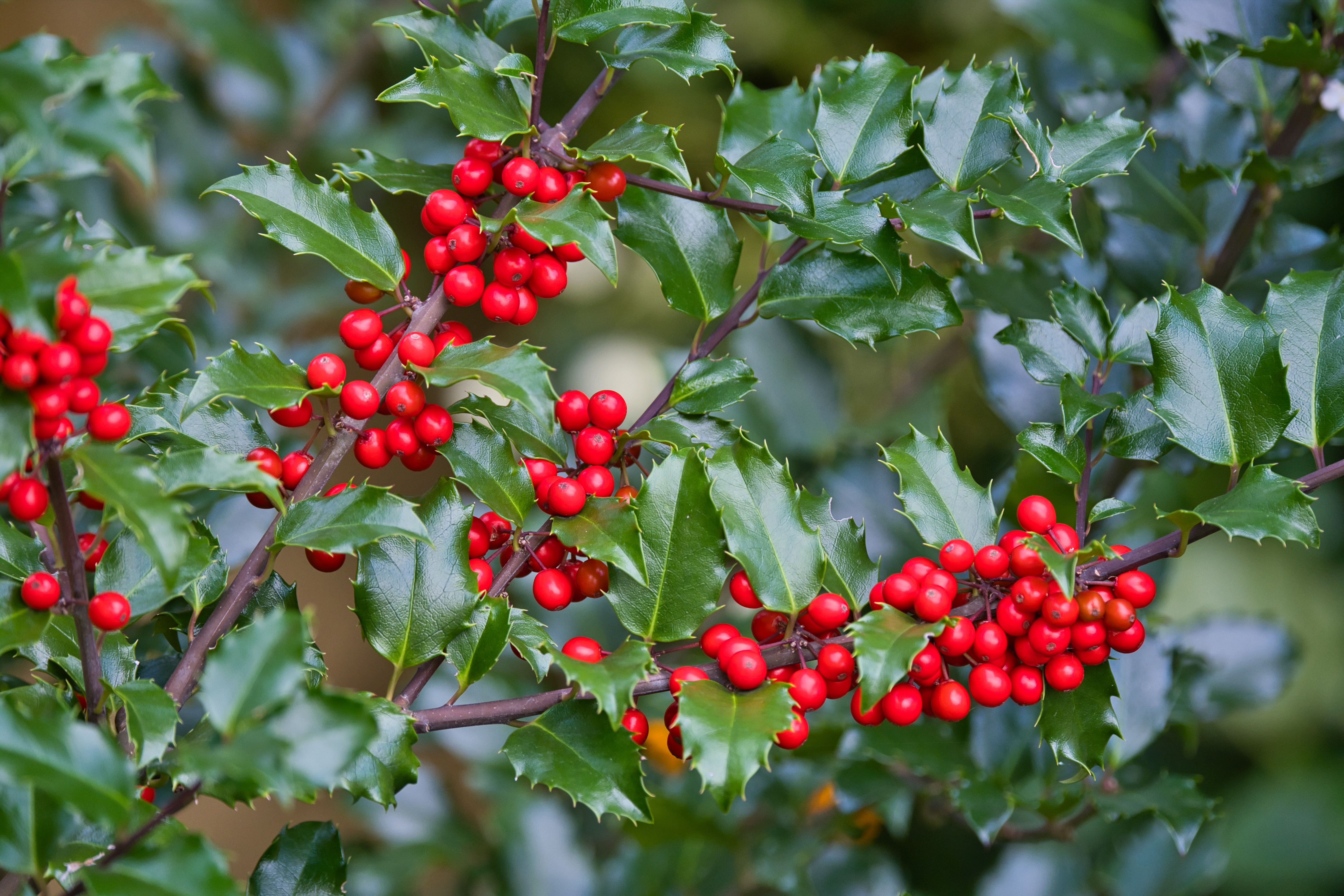 Mistletoe Berries Branches Leaves Macro