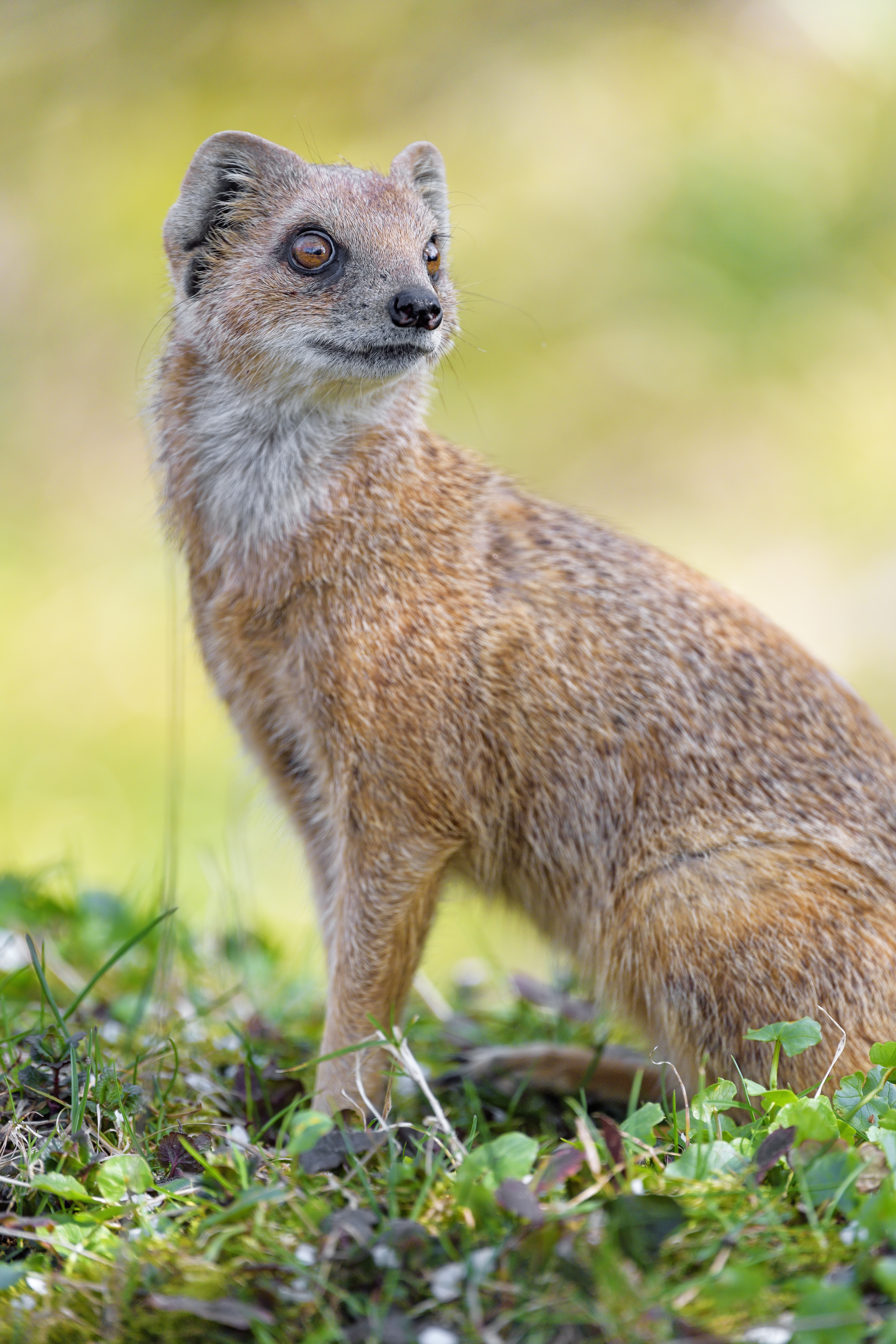 Mongoose Glance Funny Animal