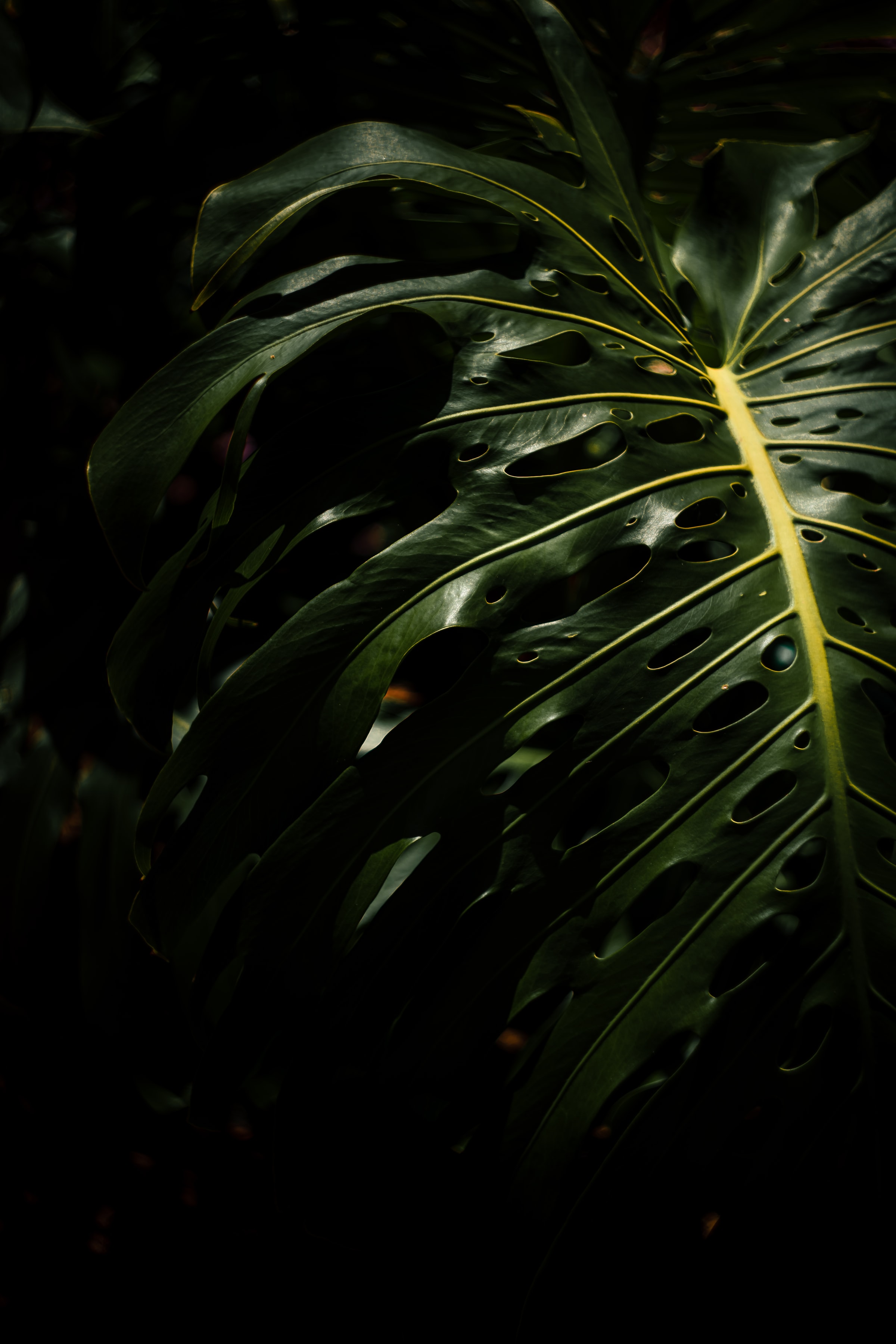 Monstera Leaves Plant Macro