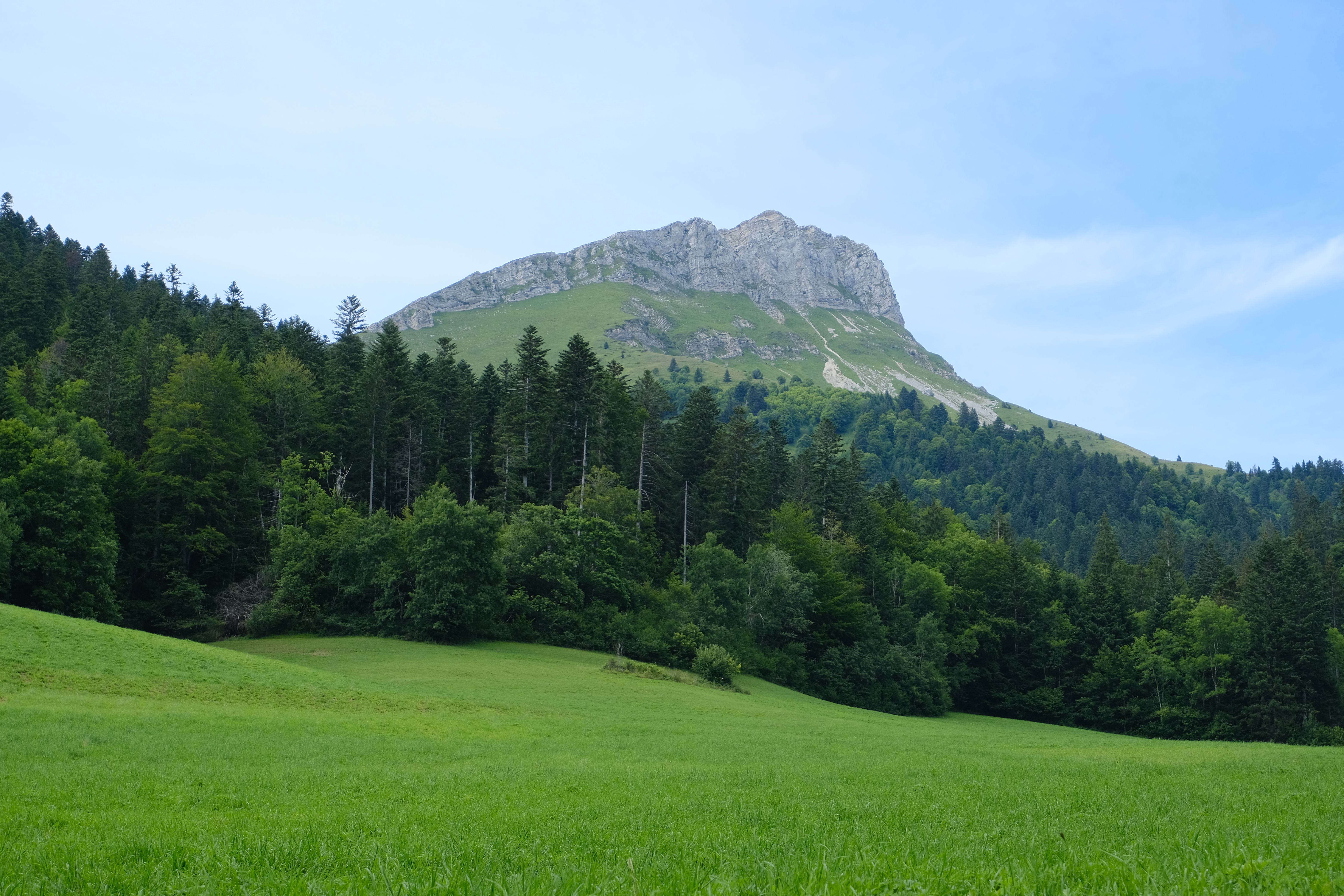 Mountain Forest Field Nature Landscape