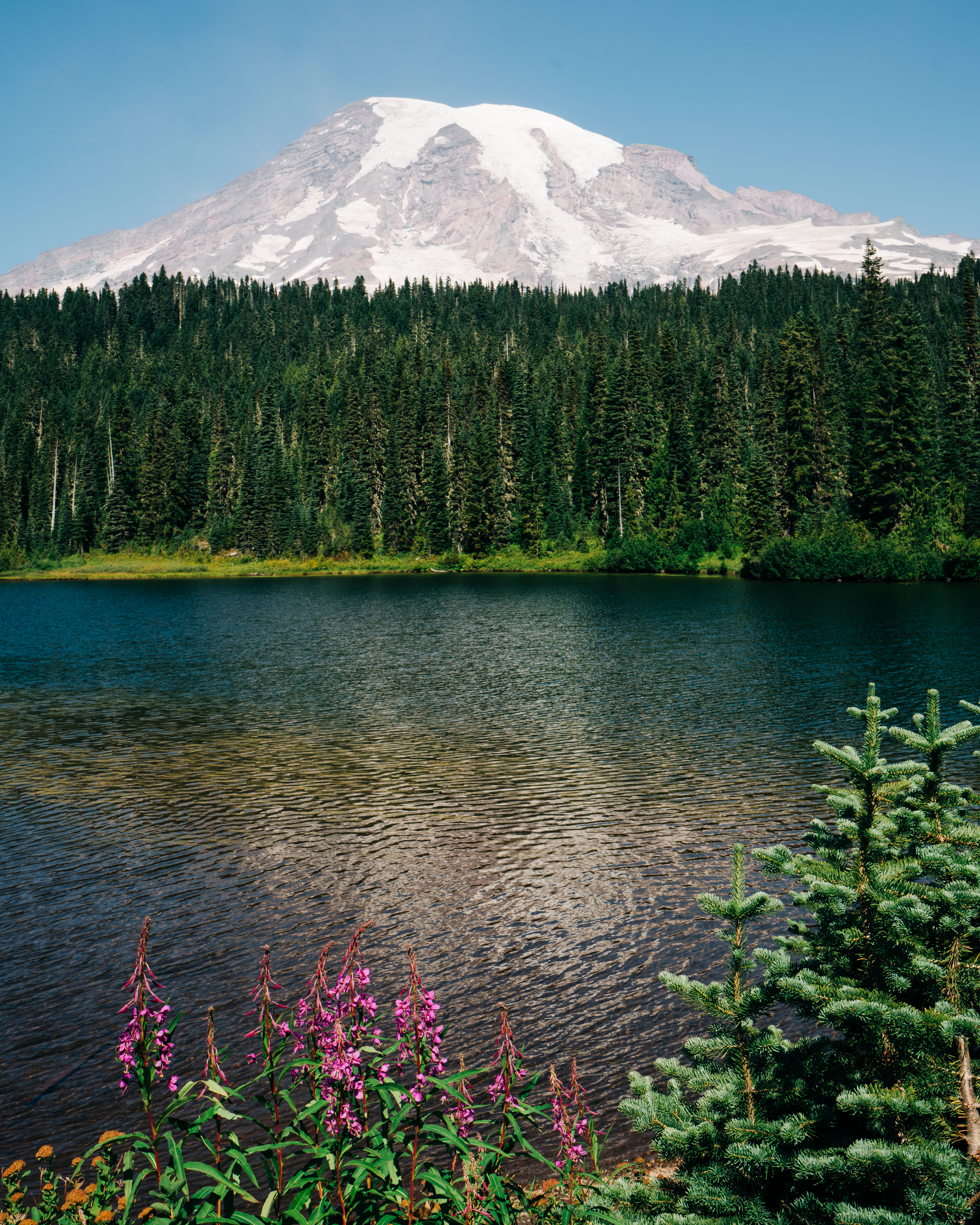 Mountain Forest Trees Lake Landscape