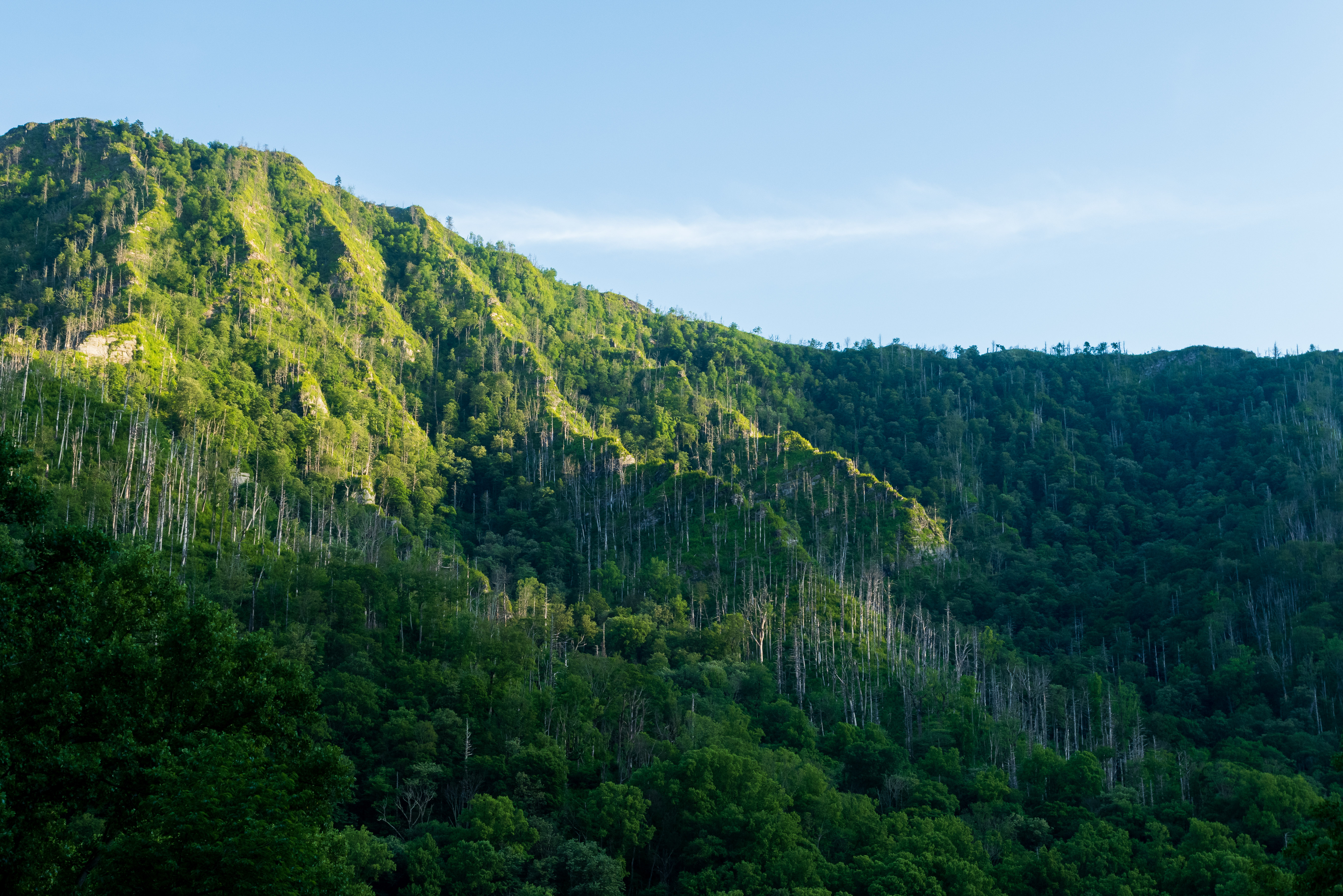 Mountain Forest Trees Landscape Green