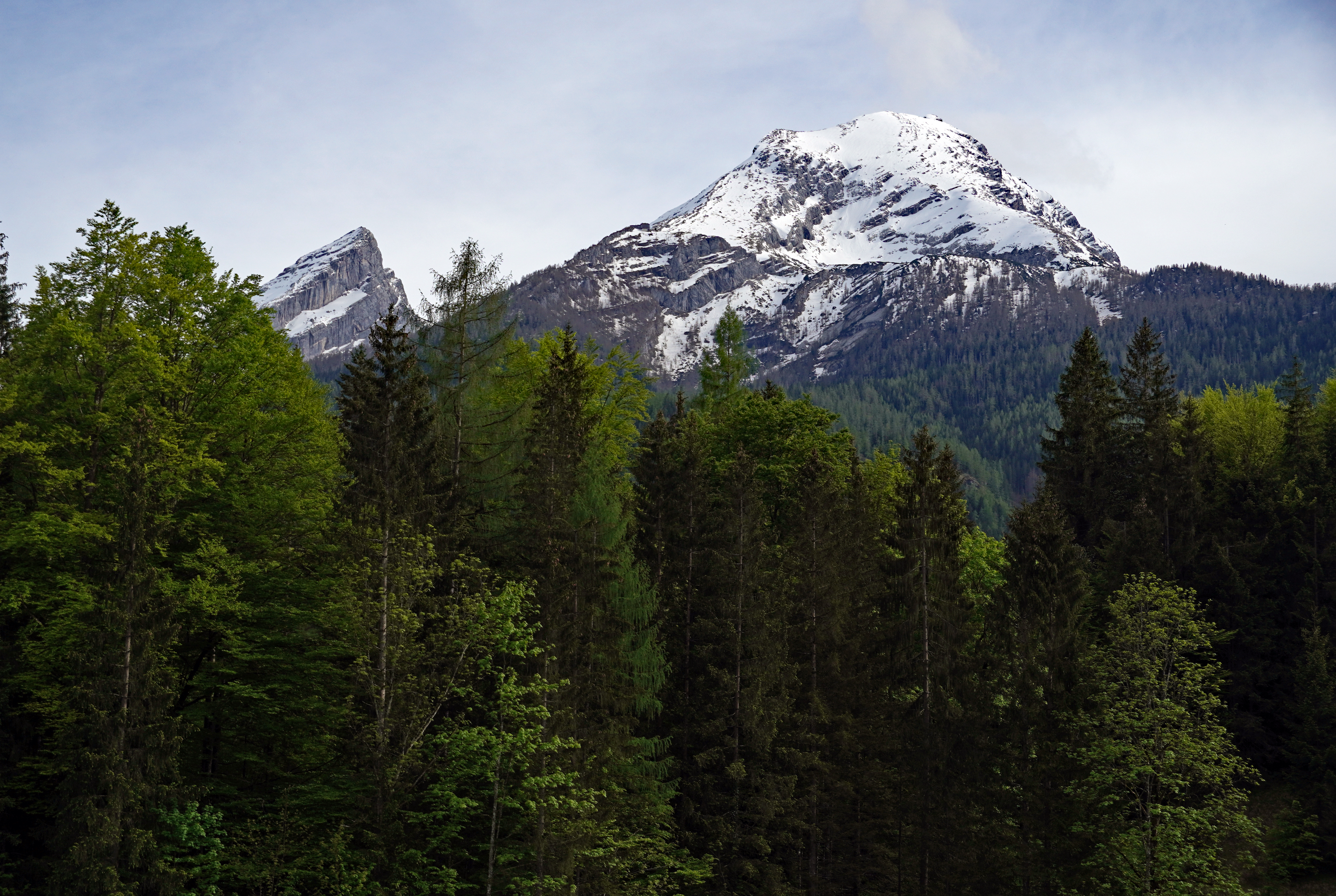 Mountain Forest Trees Landscape Nature