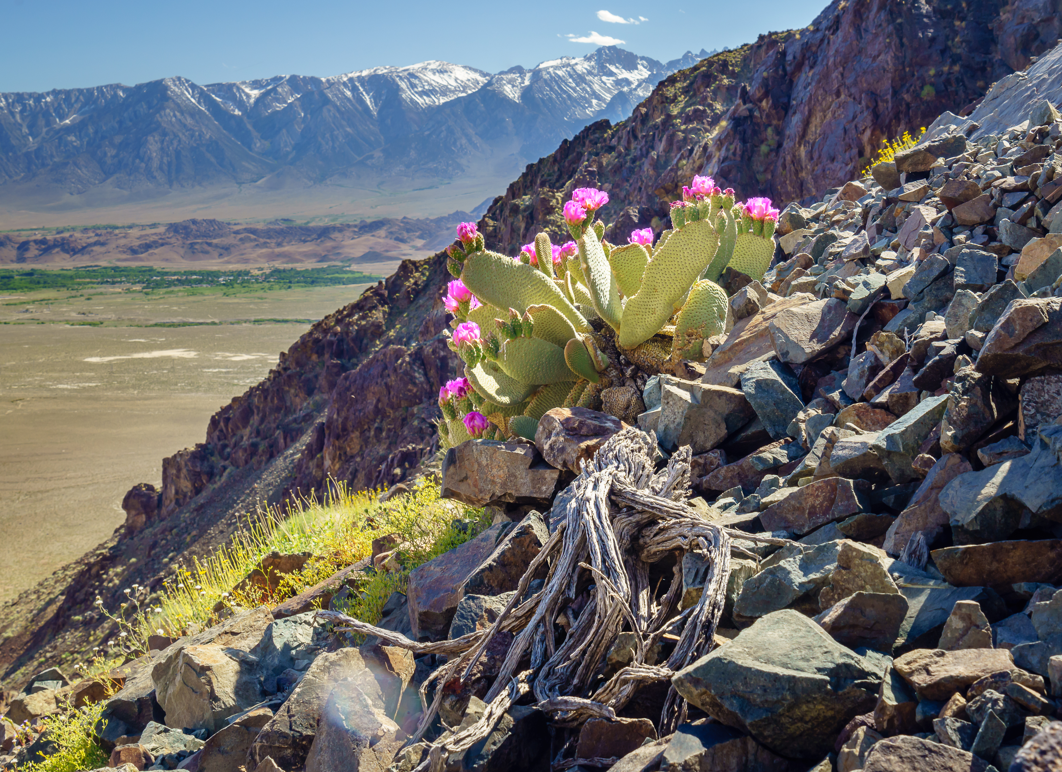 Mountain Slope Stones Cactus Flowers Plant Nature