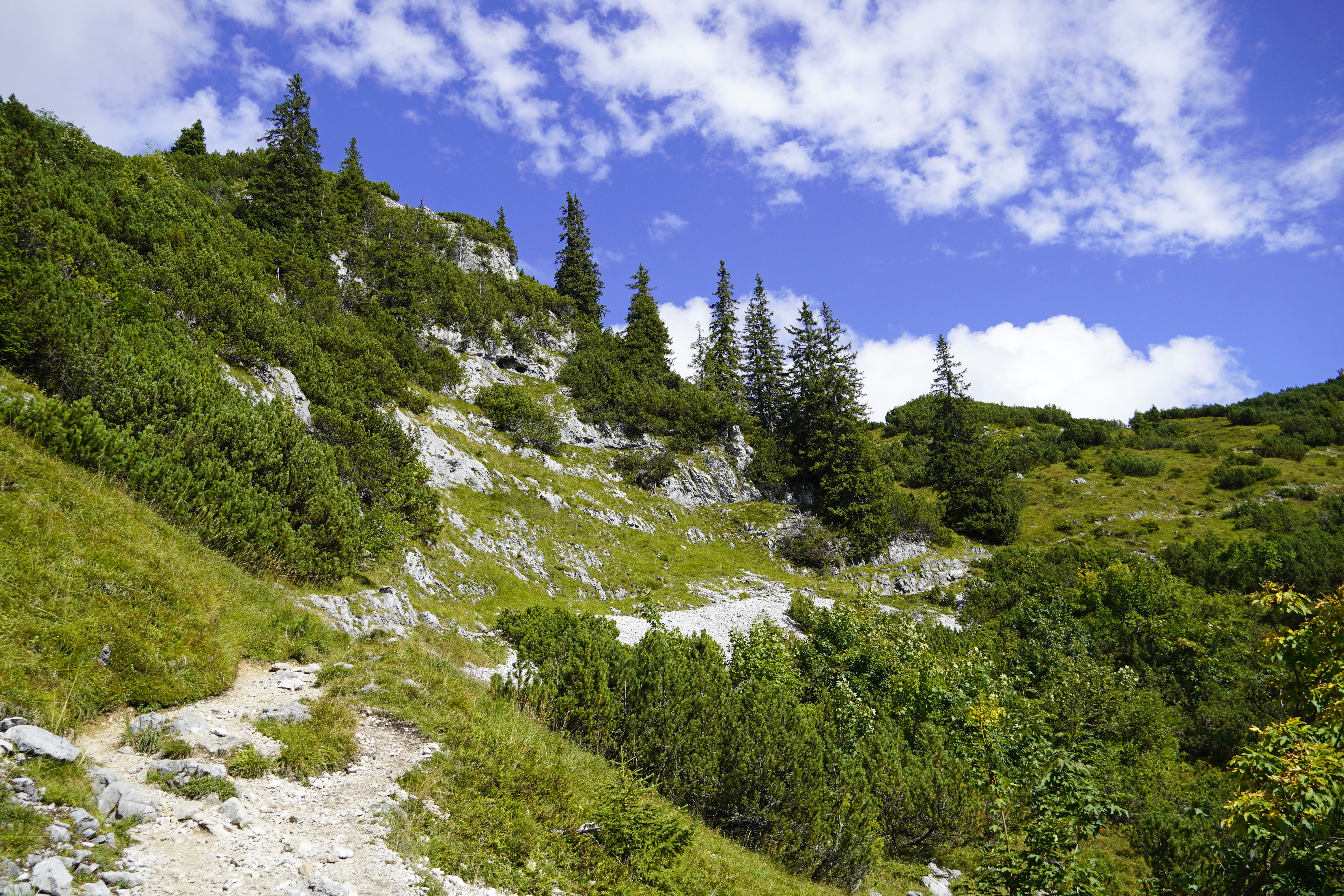 Mountain Trees Nature Landscape