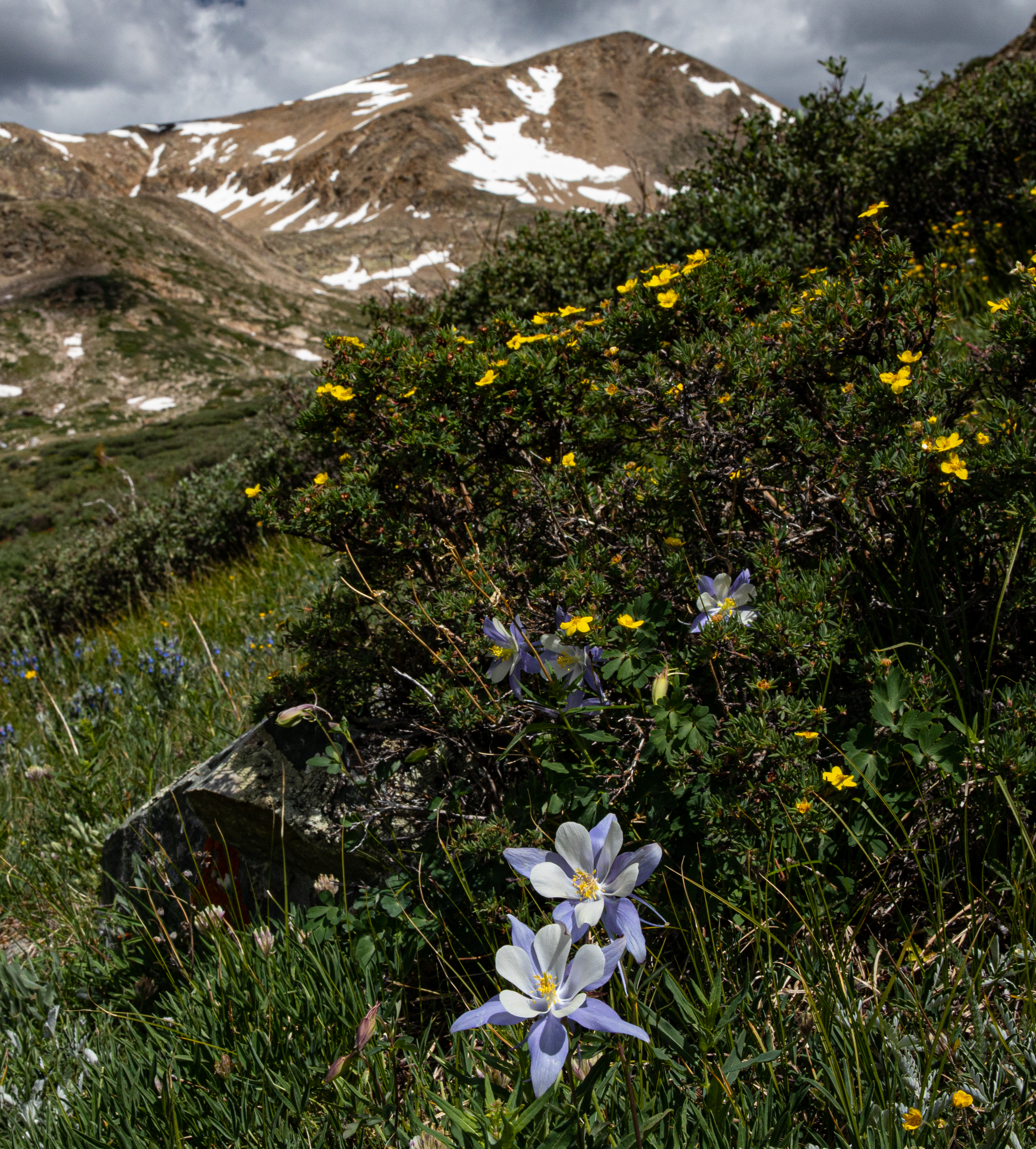 Mountains Flowers Landscape Nature