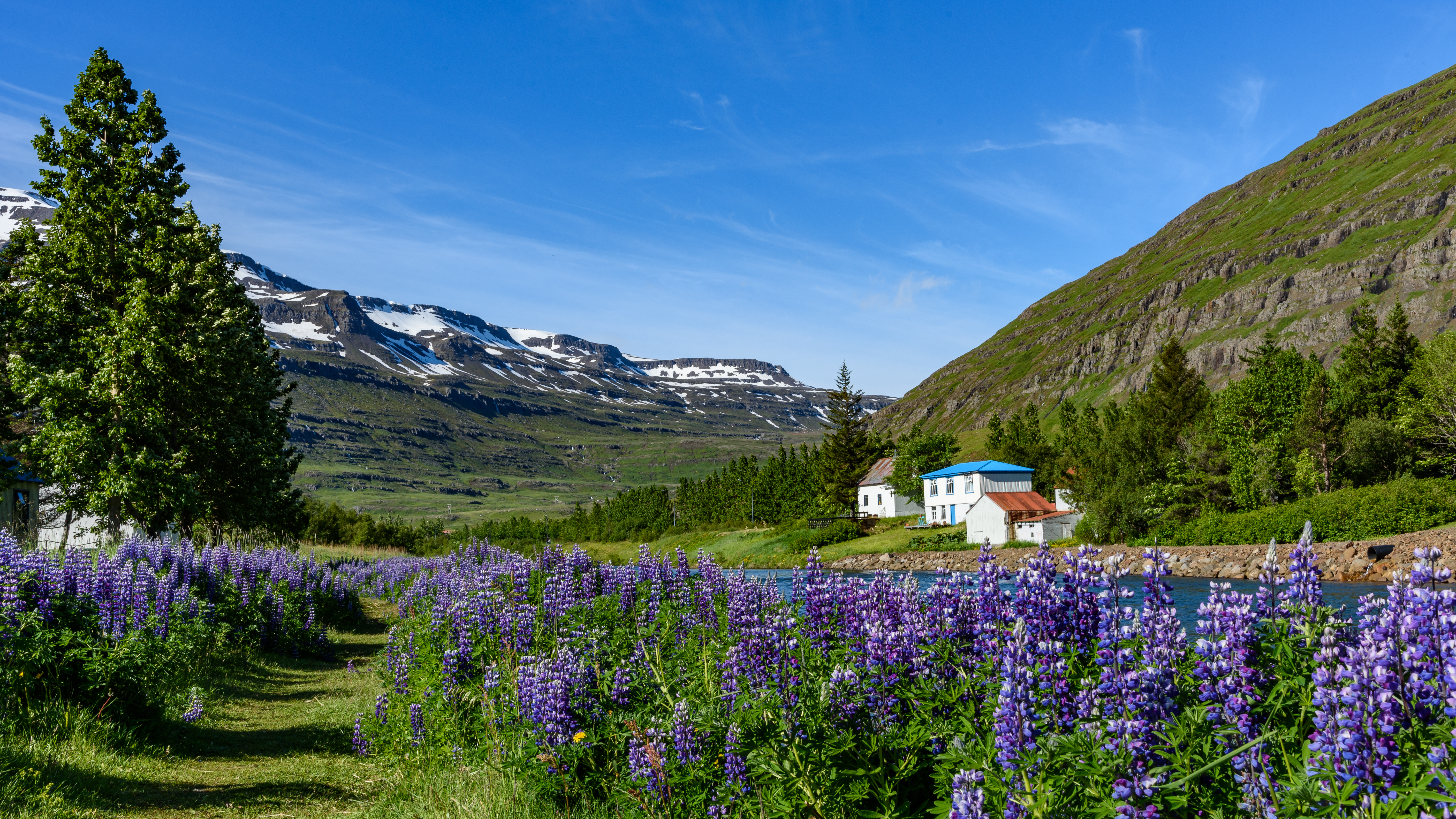 Mountains Houses River Lupins Landscape