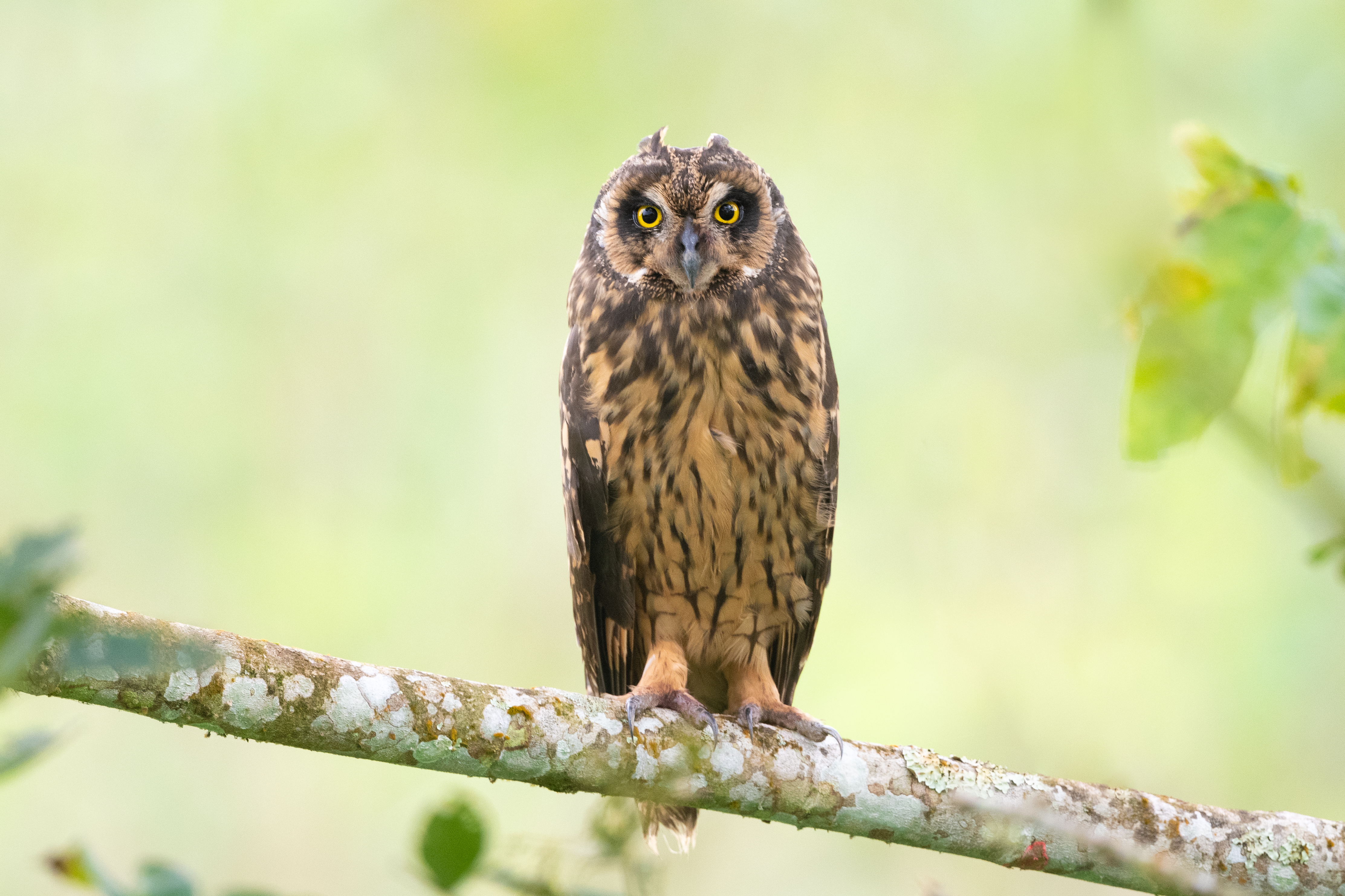 Owl Bird Branch Focus Wildlife