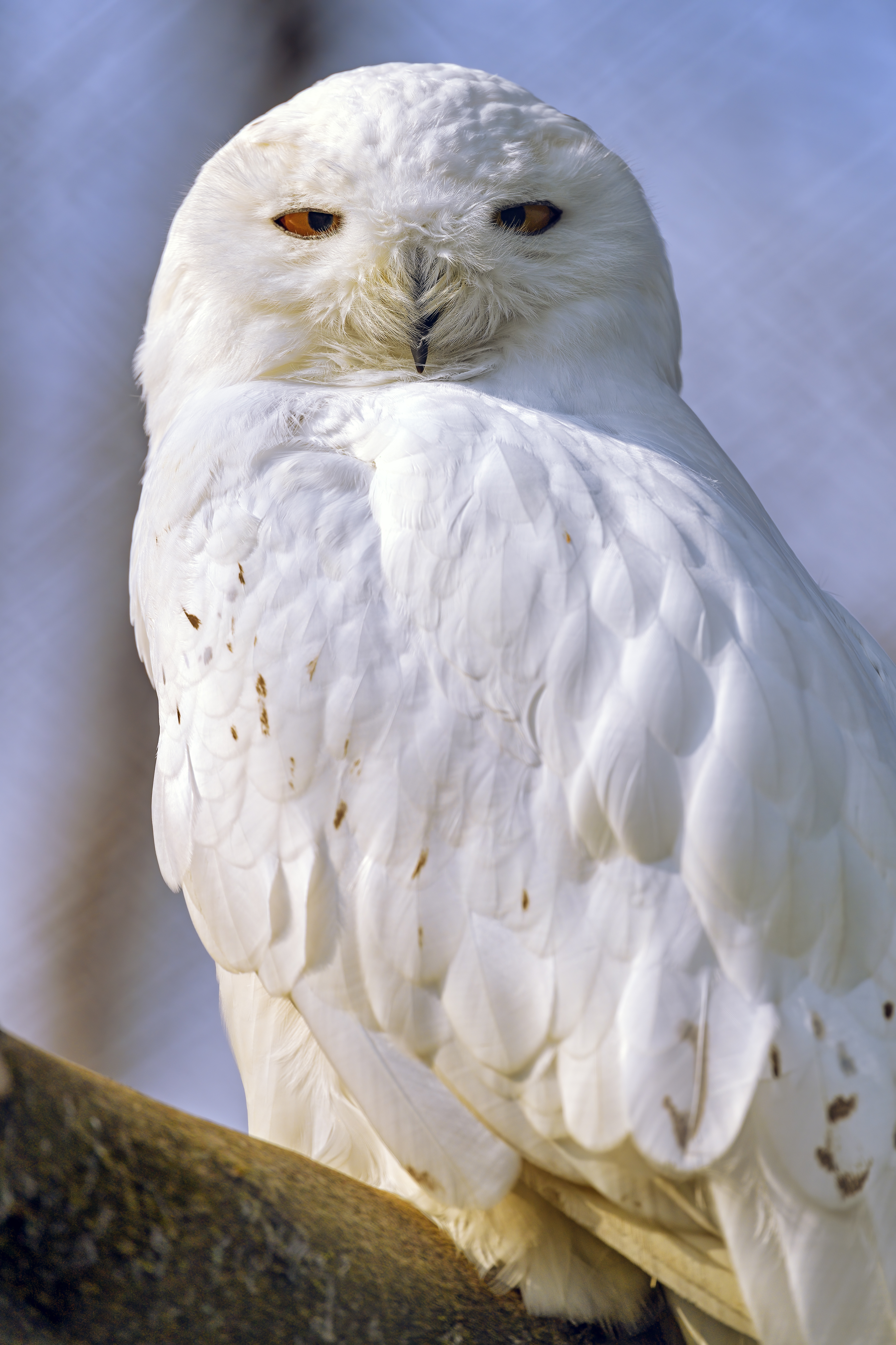 Owl Bird Glance Feathers White