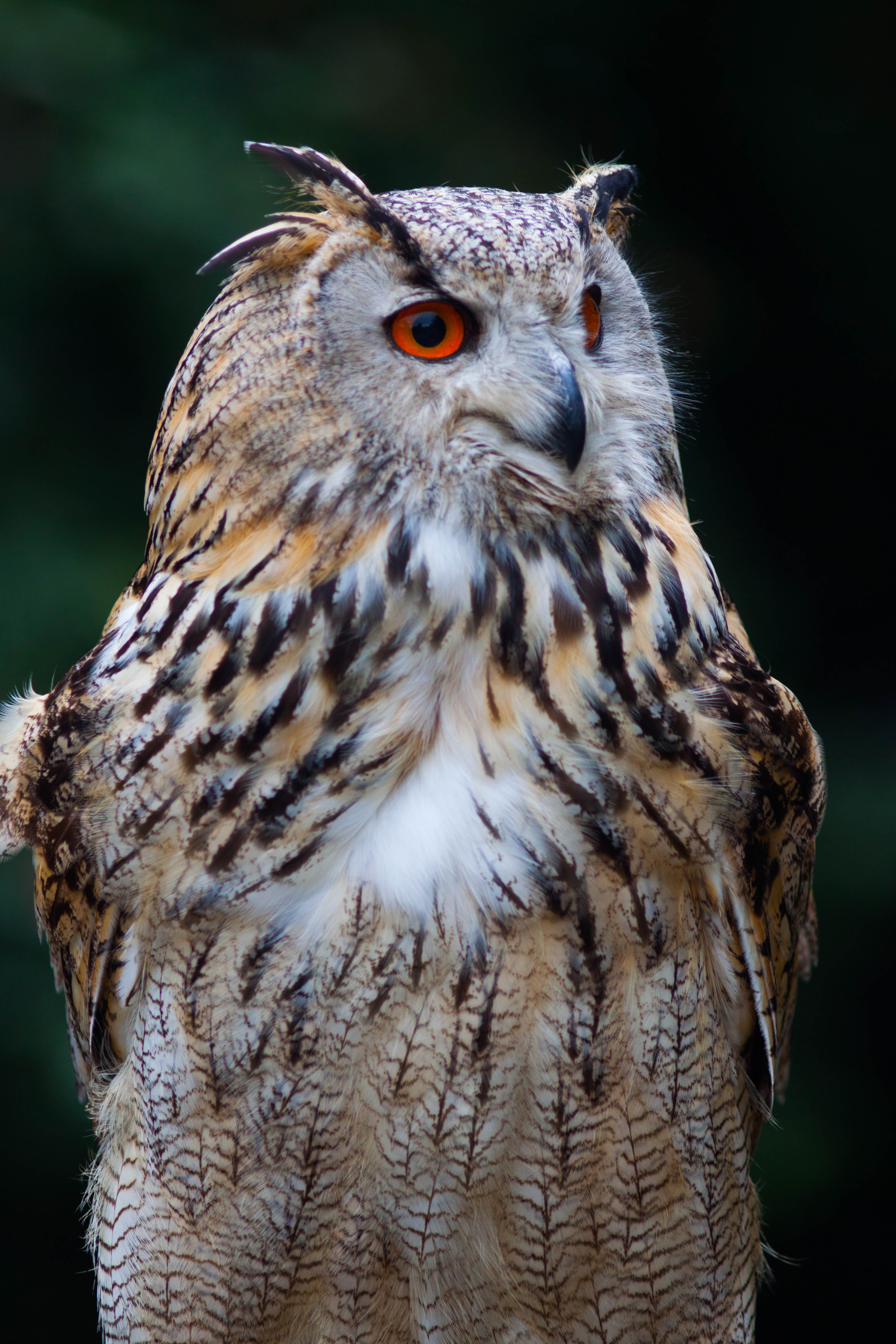 Owl Bird Glance Watching