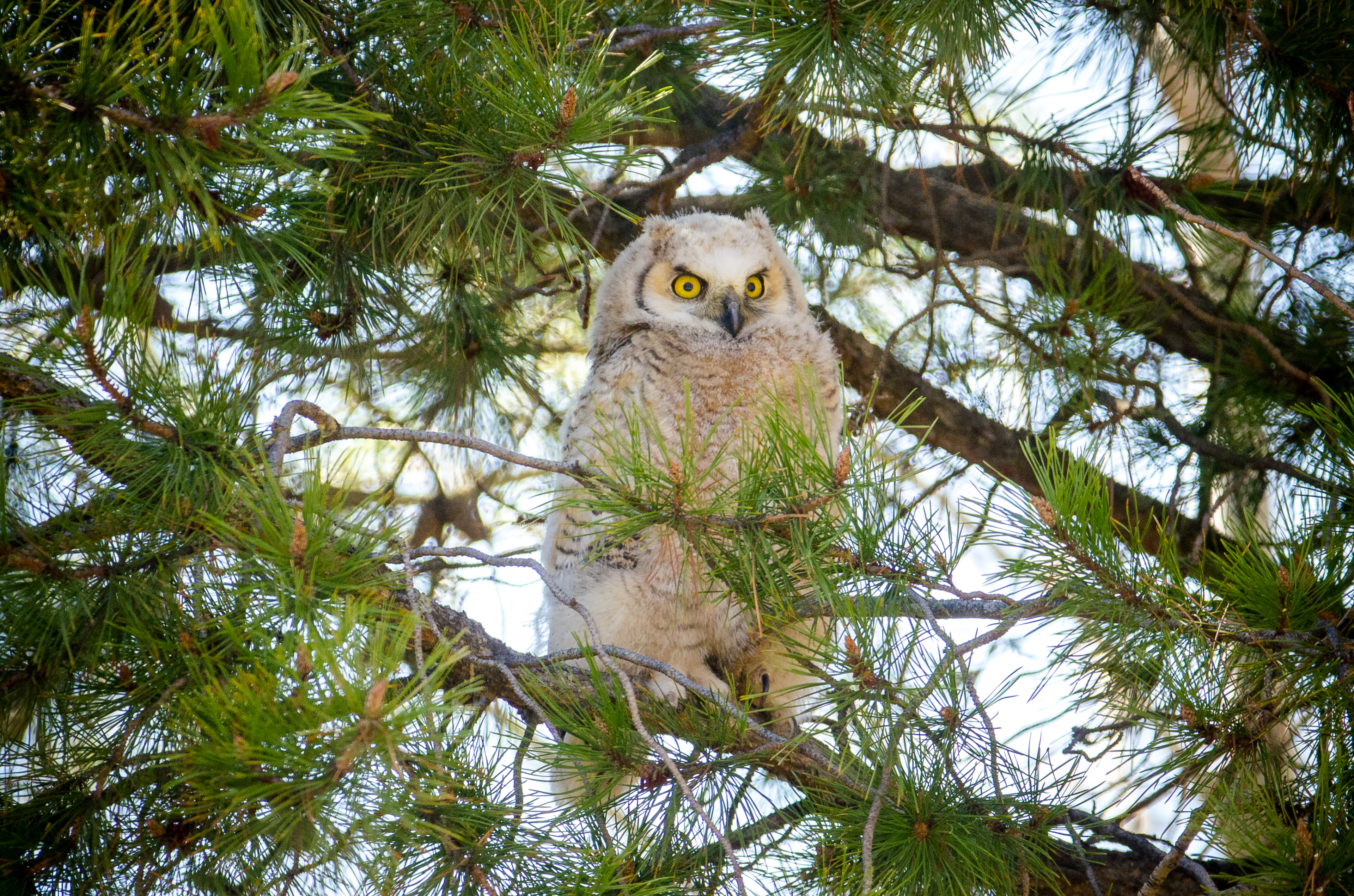 Owl Bird Watching Branches Fluffy