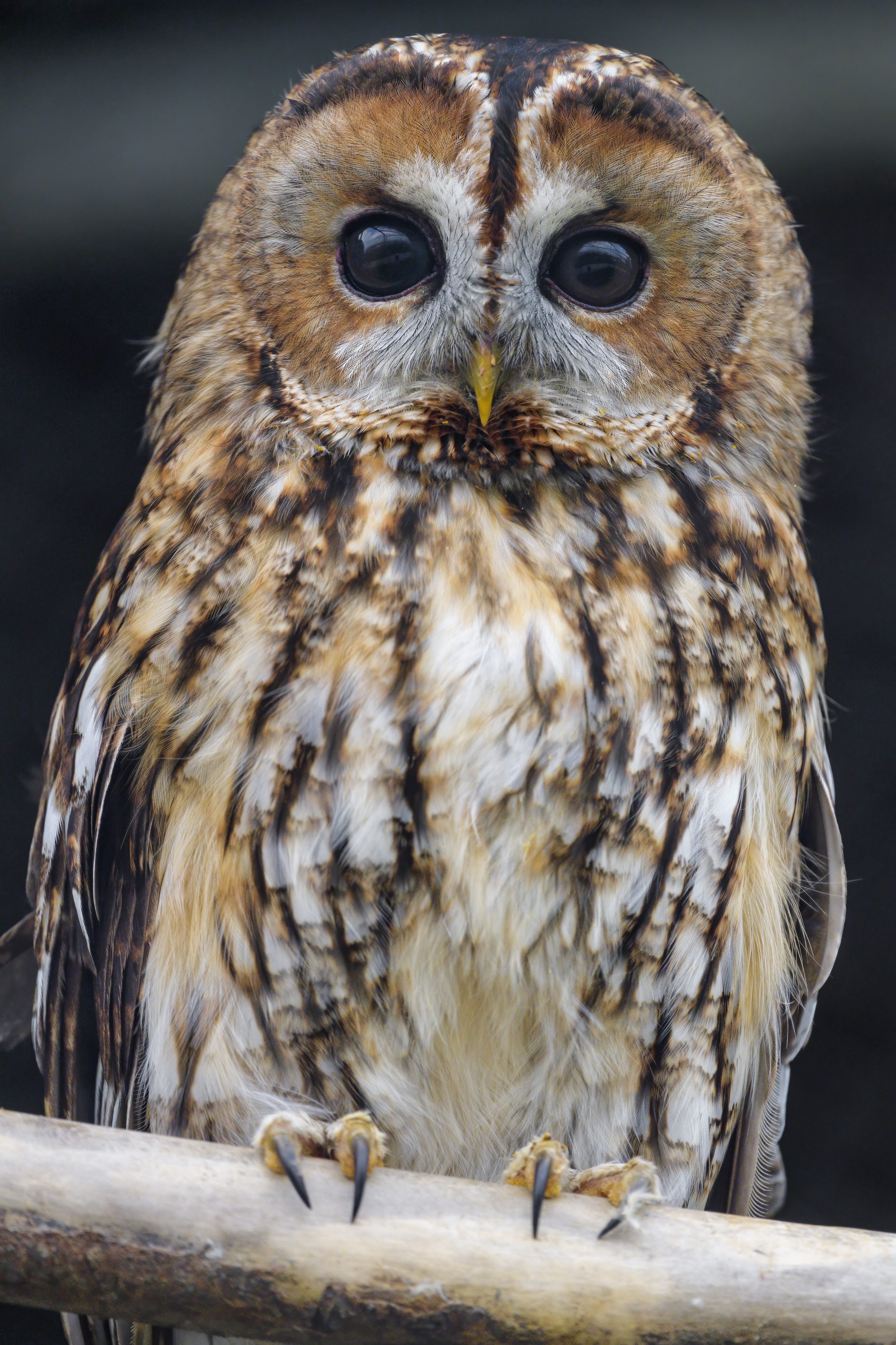 Owl Bird Watching Glance