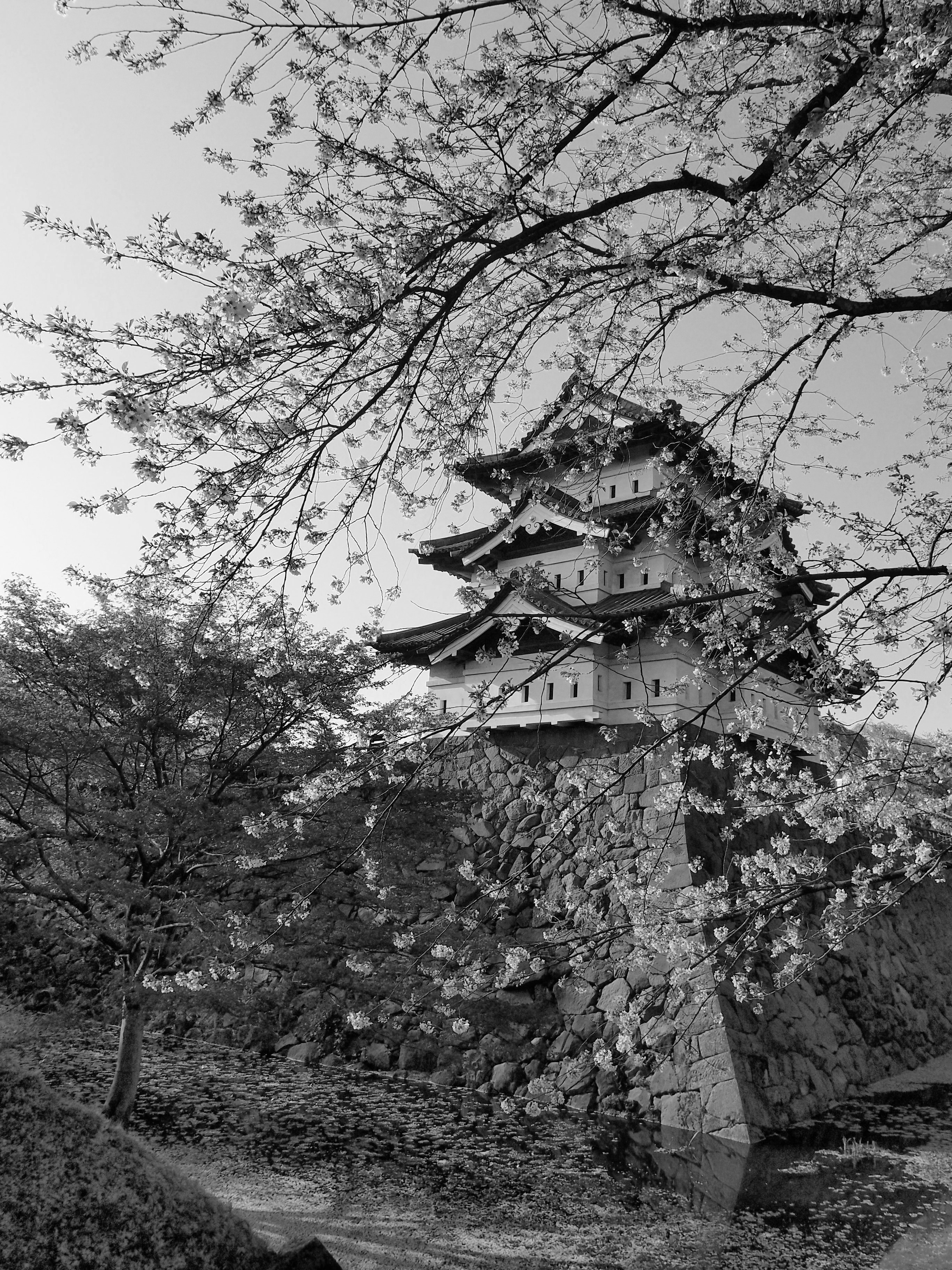 Pagoda Sakura Spring Black-and-white Aesthetics