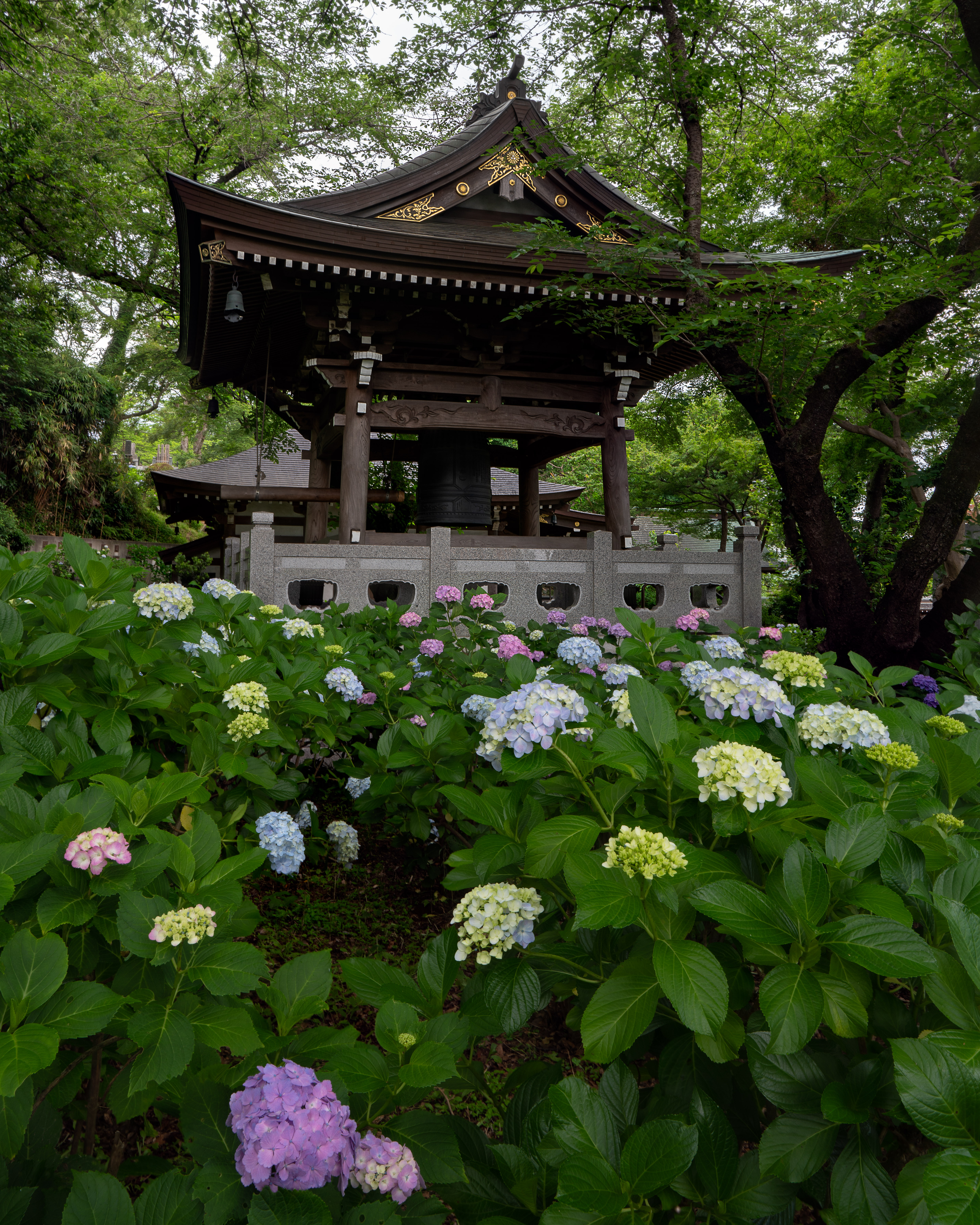 Pagoda Temple Hydrangea Flowers Japan