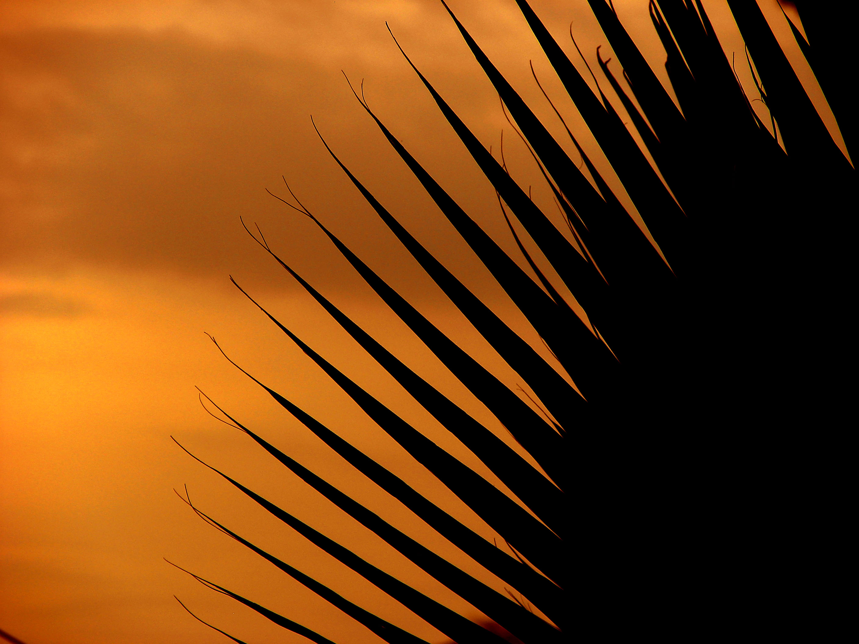Palm-tree Leaf Silhouette Sunset Dark