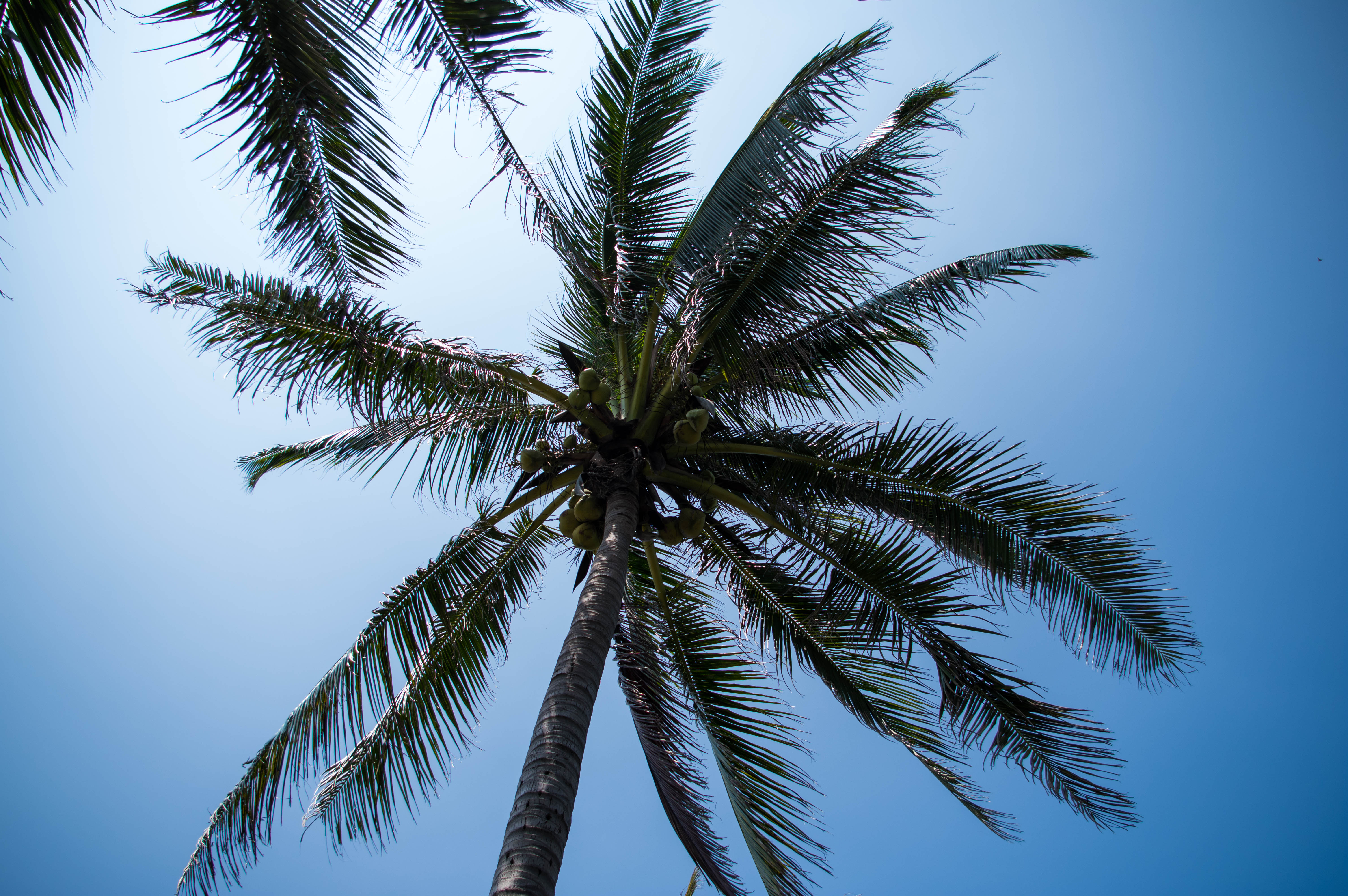 Palm-tree Tree Coconuts Sky Tropics