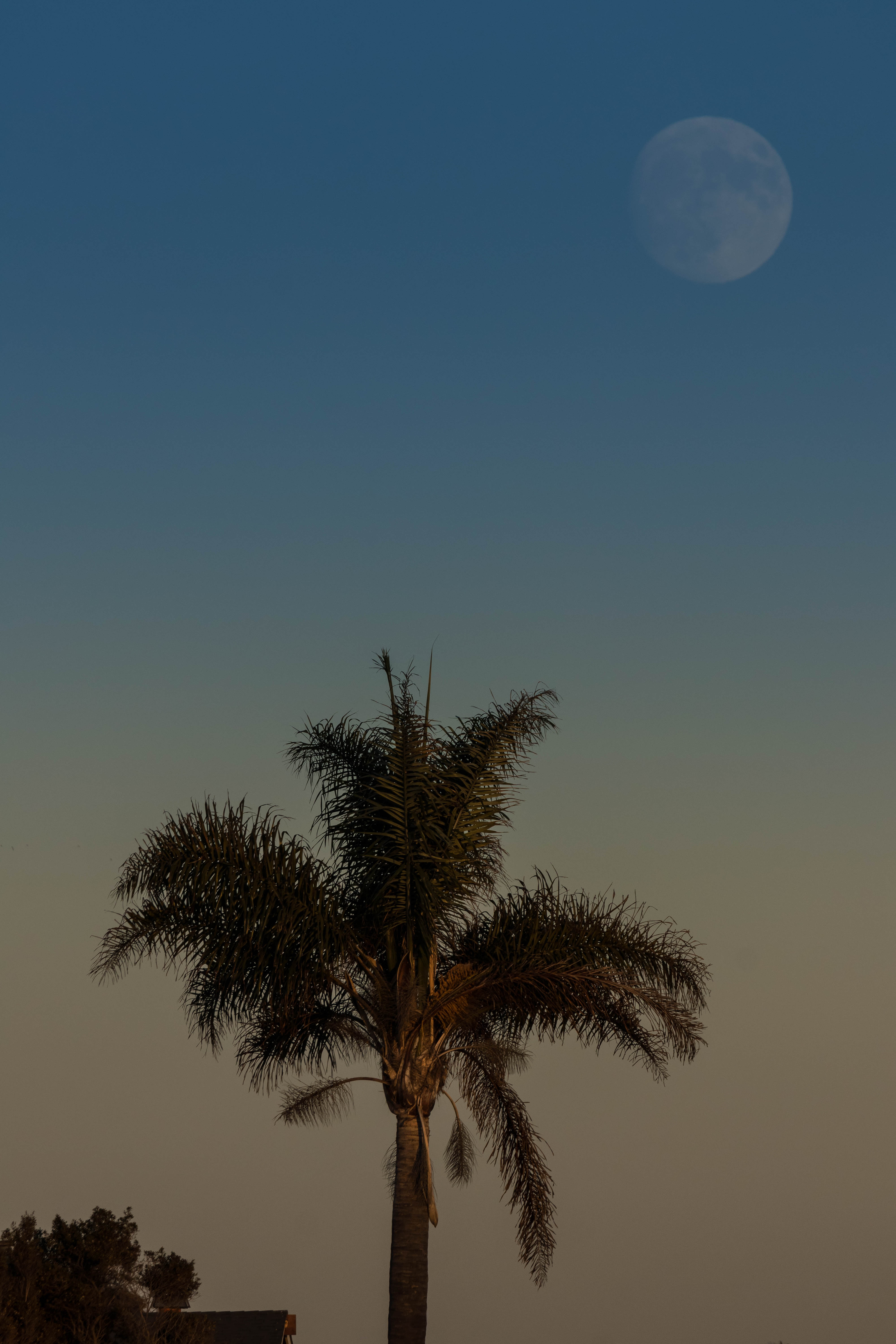 Palm-tree Tree Leaves Sky Twilight