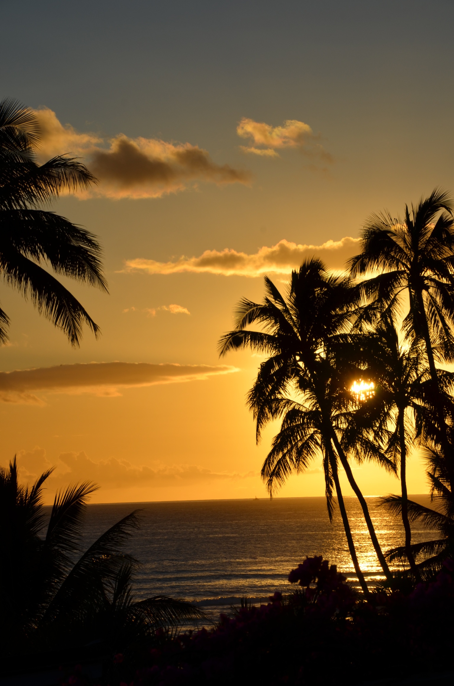 Palm-trees Ocean Sunset Dusk Dark