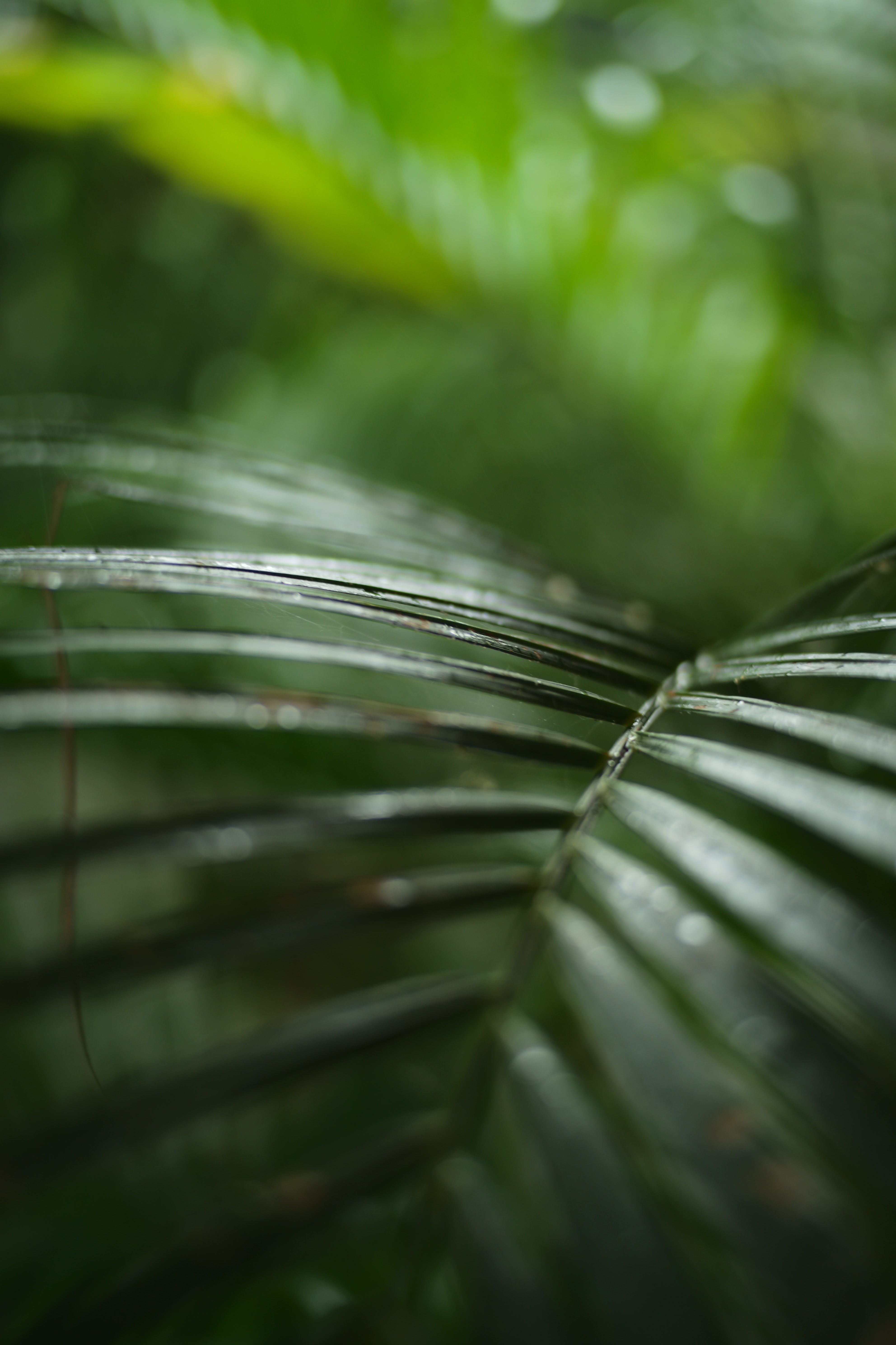 Palm Branch Plant Green Macro