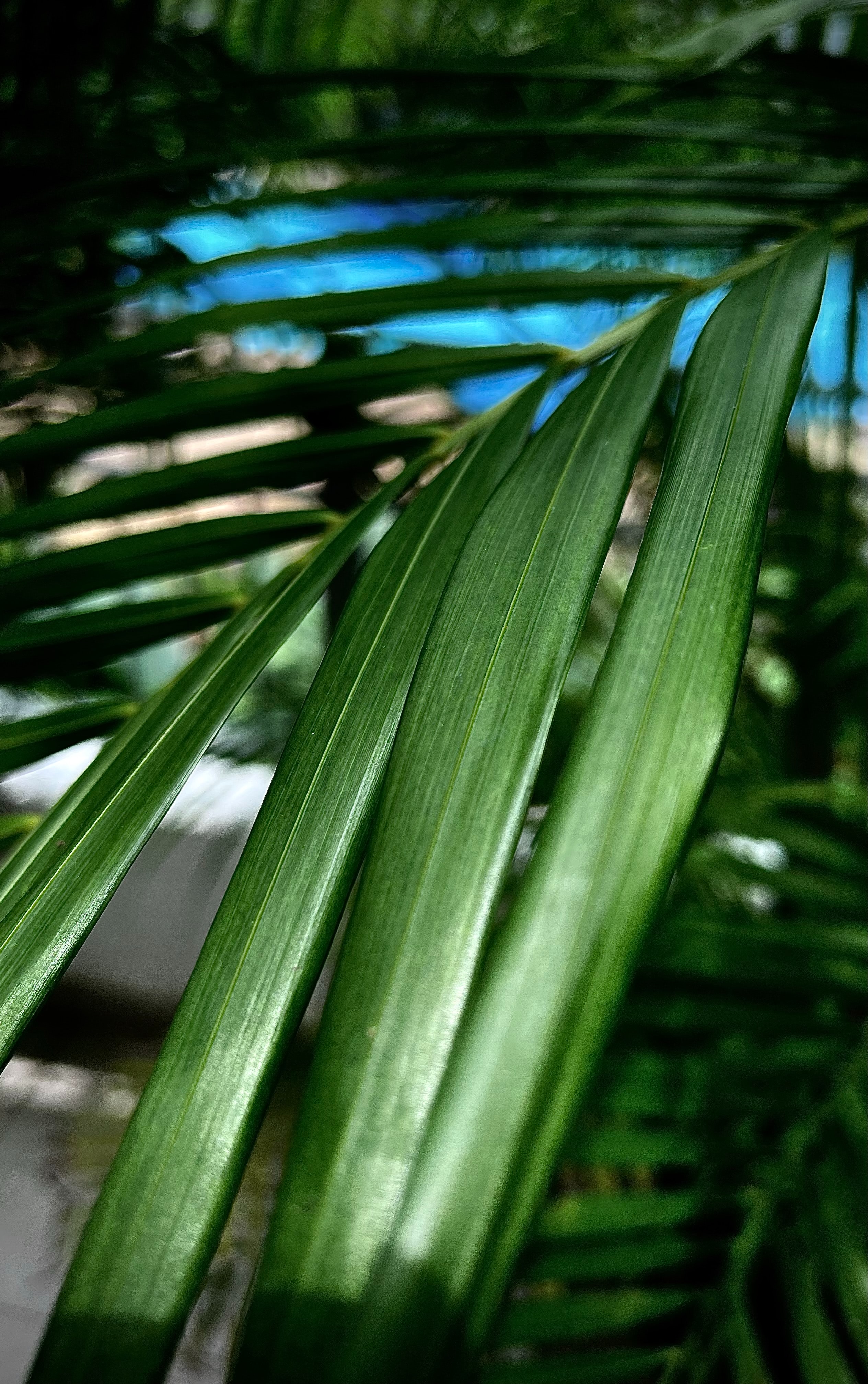 Palm Leaf Plant Macro Green