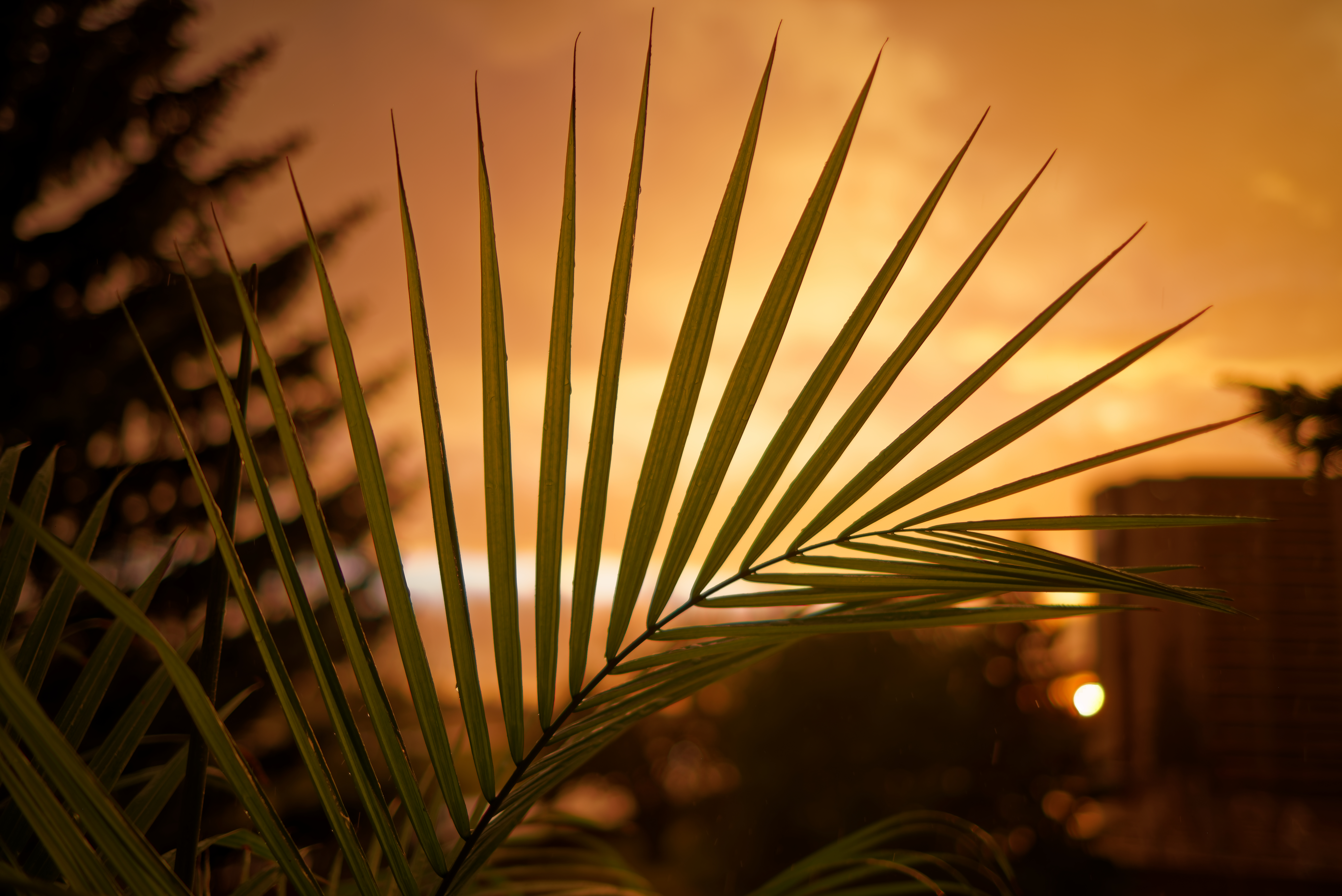 Palm Leaf Sunset Dark