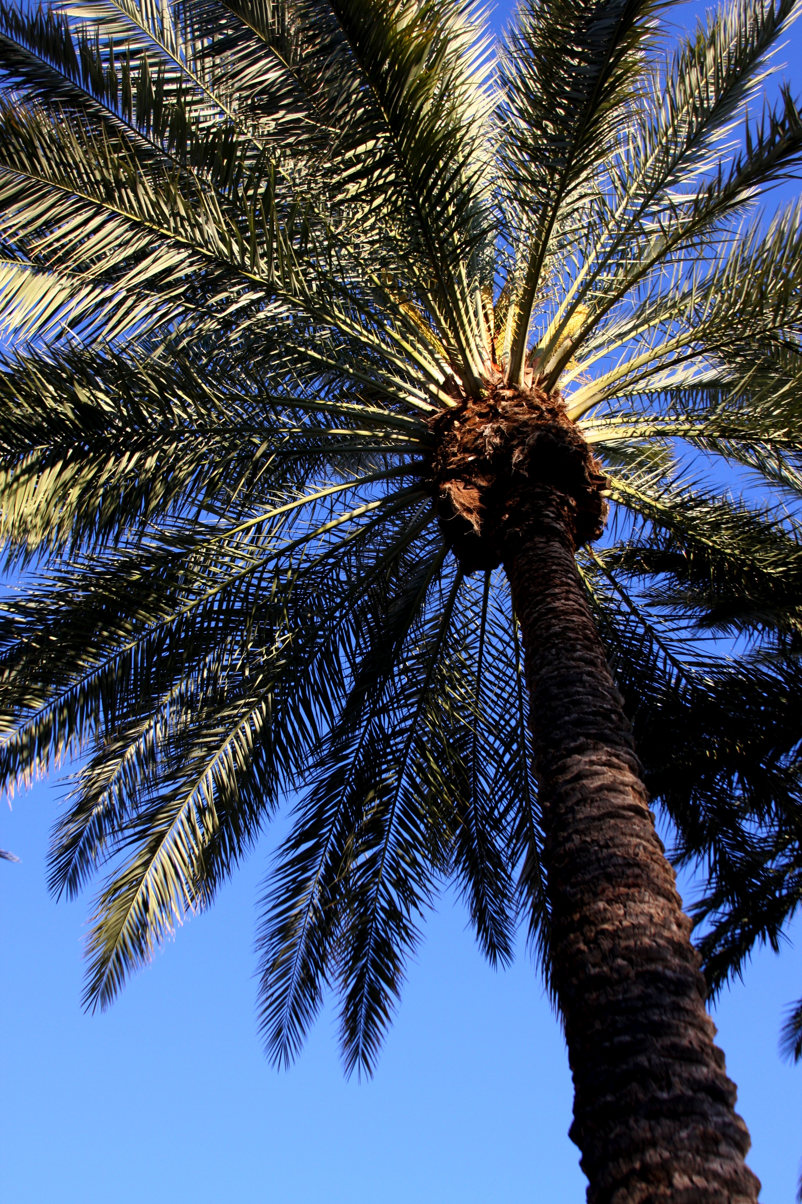 Palm Tree Leaves Bottom-view