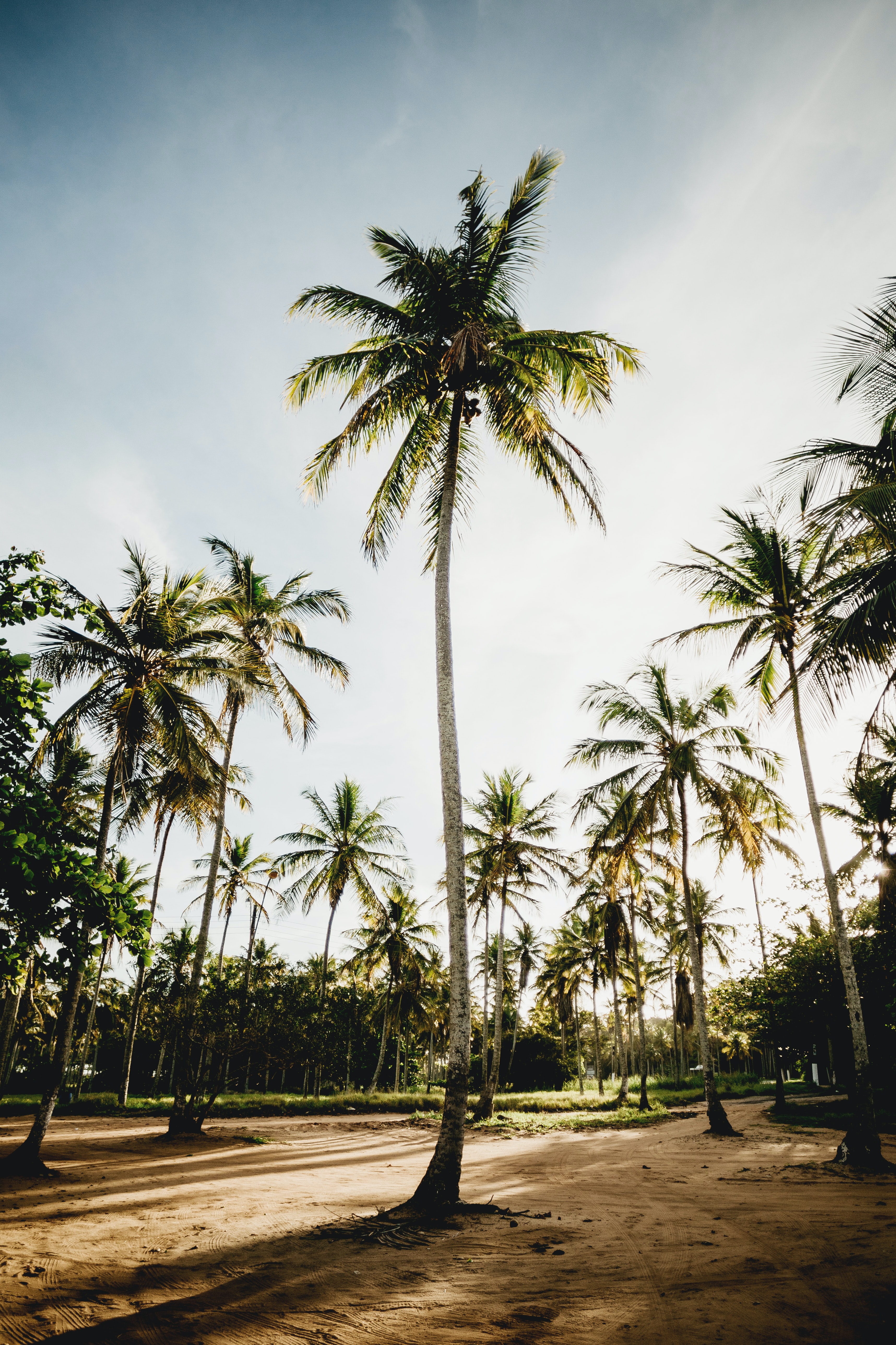 Palms Trees Tropics Nature