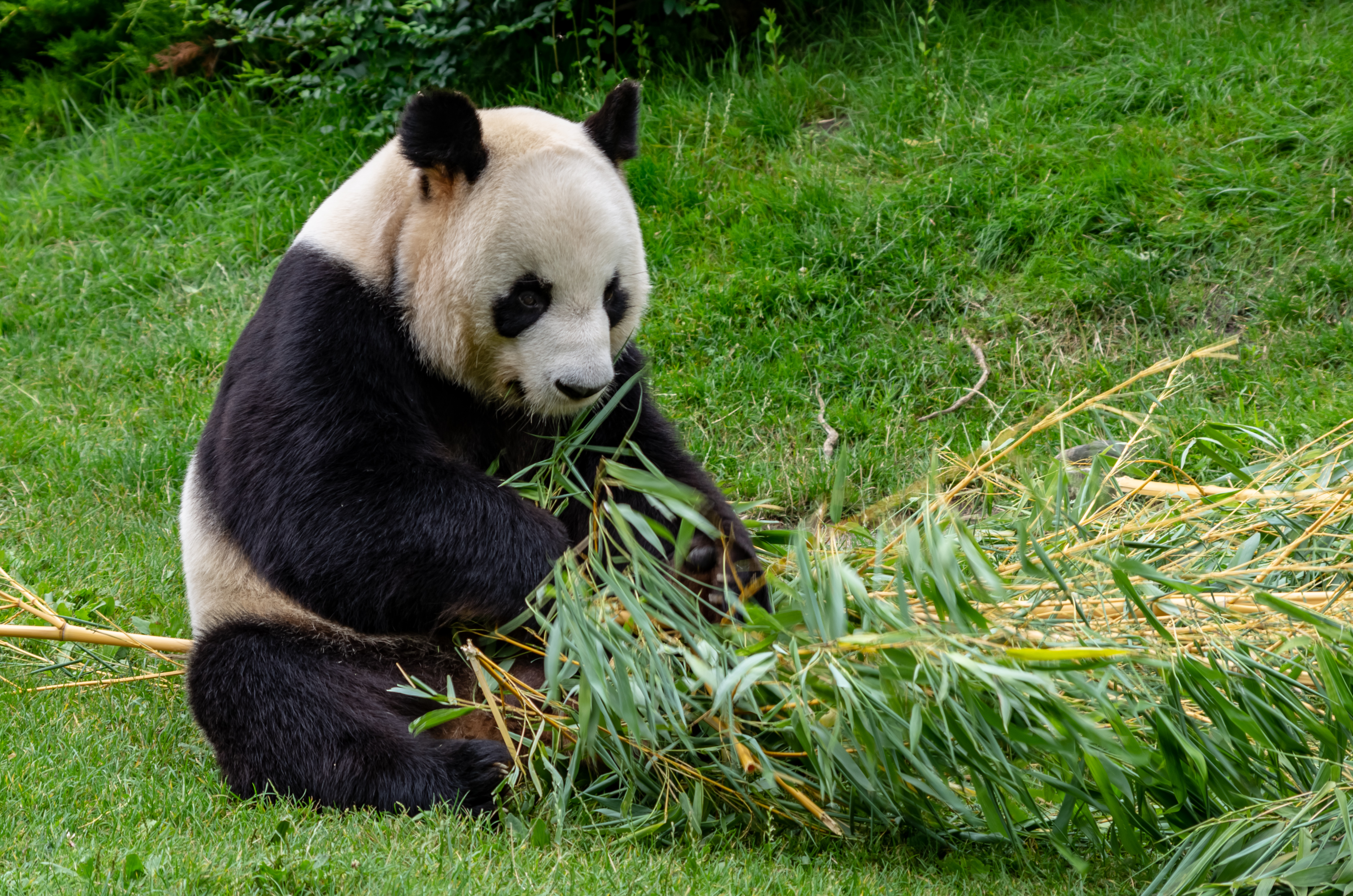 Panda Animal Bamboo Stem Leaves