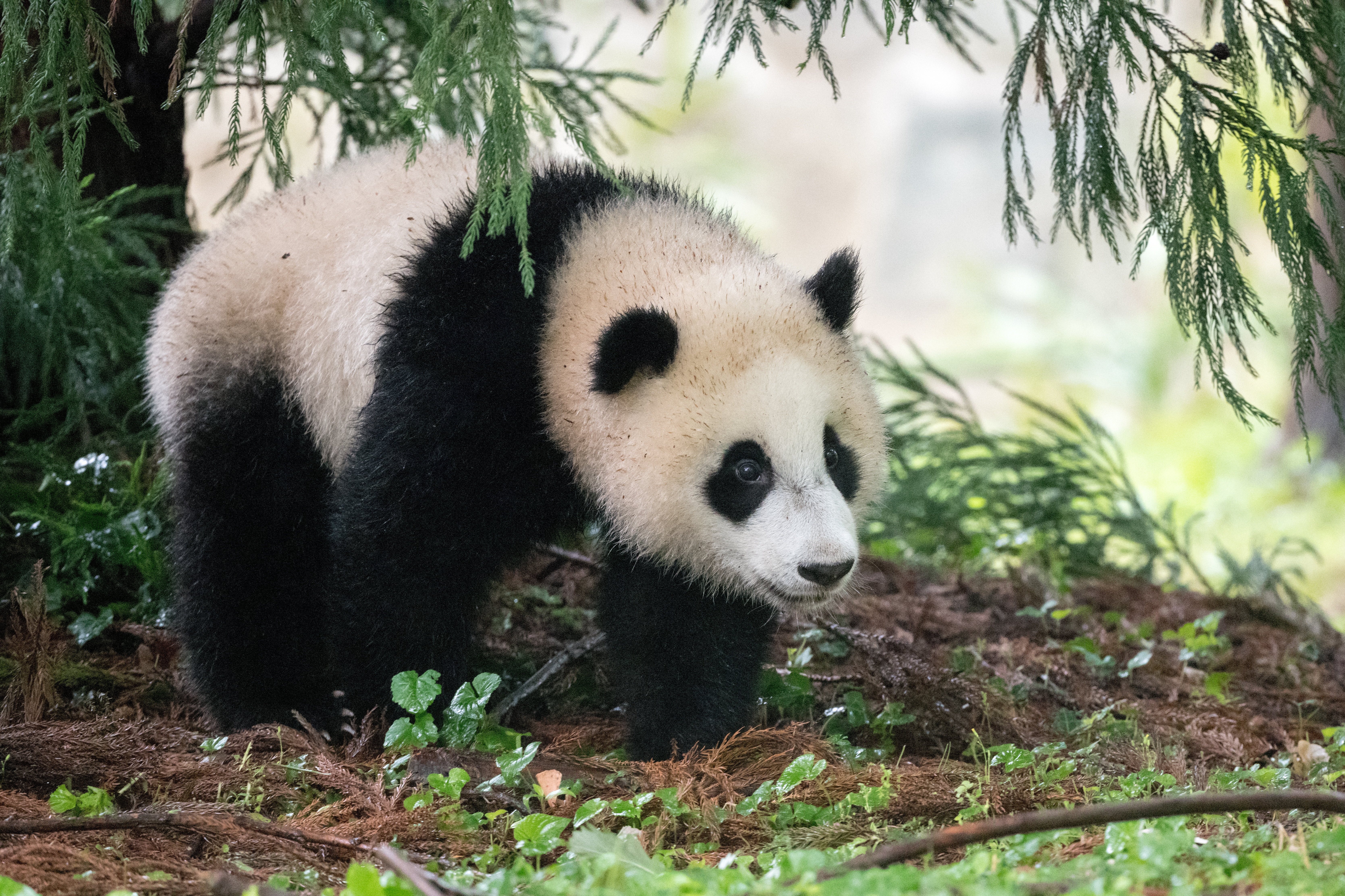 Panda Animal Furry Leaves Plants