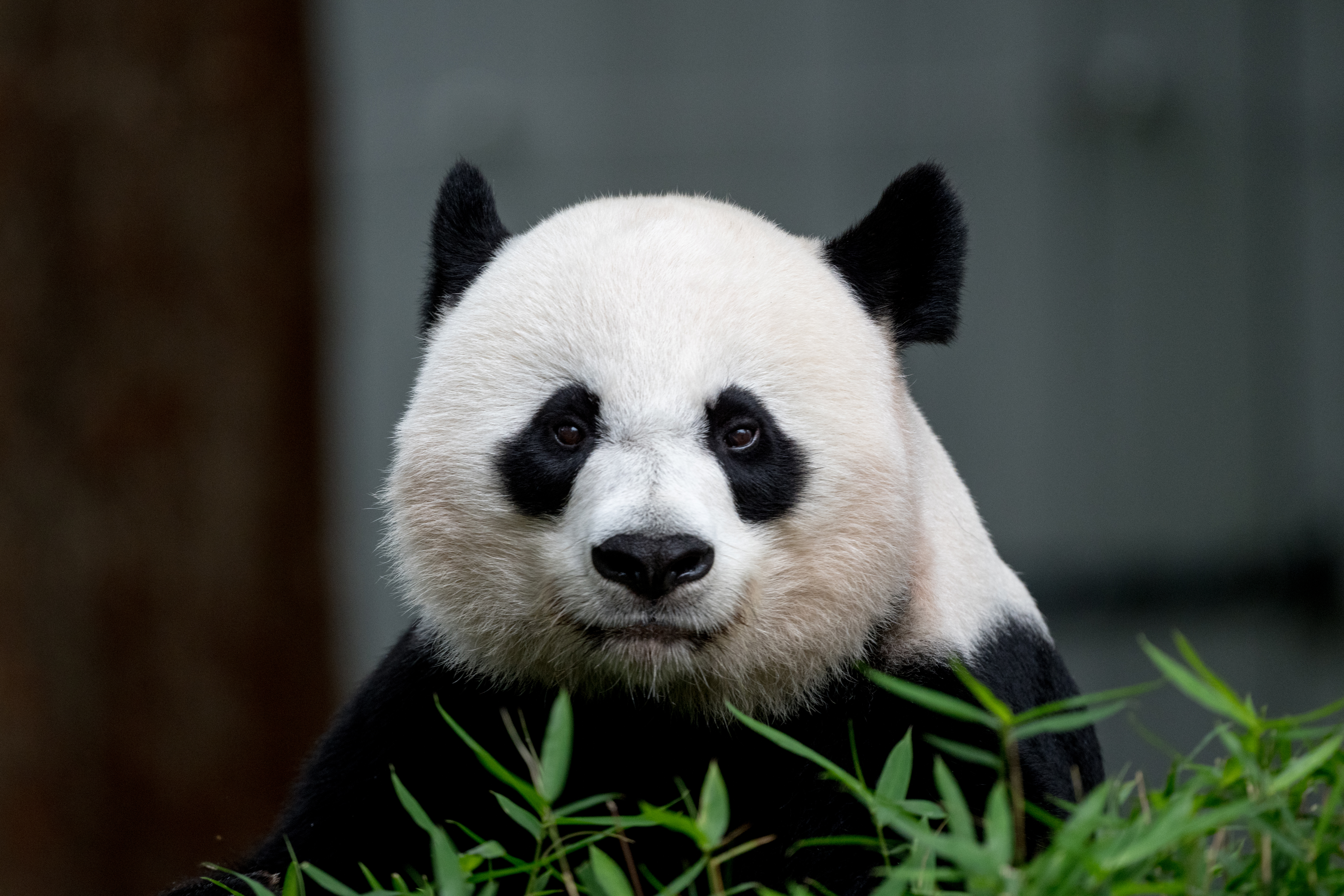 Panda Animal Glance