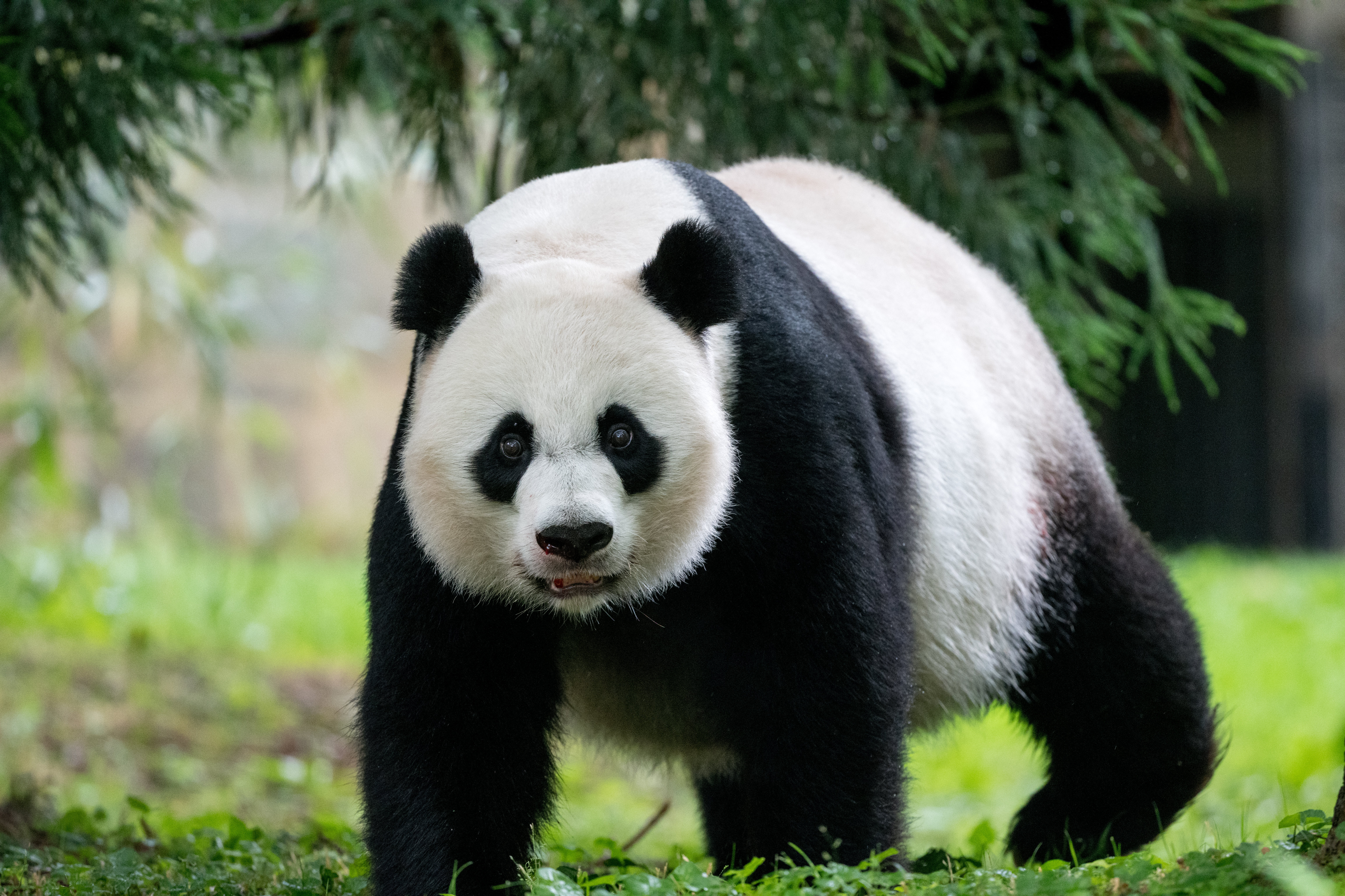 Panda Animal Glance Furry