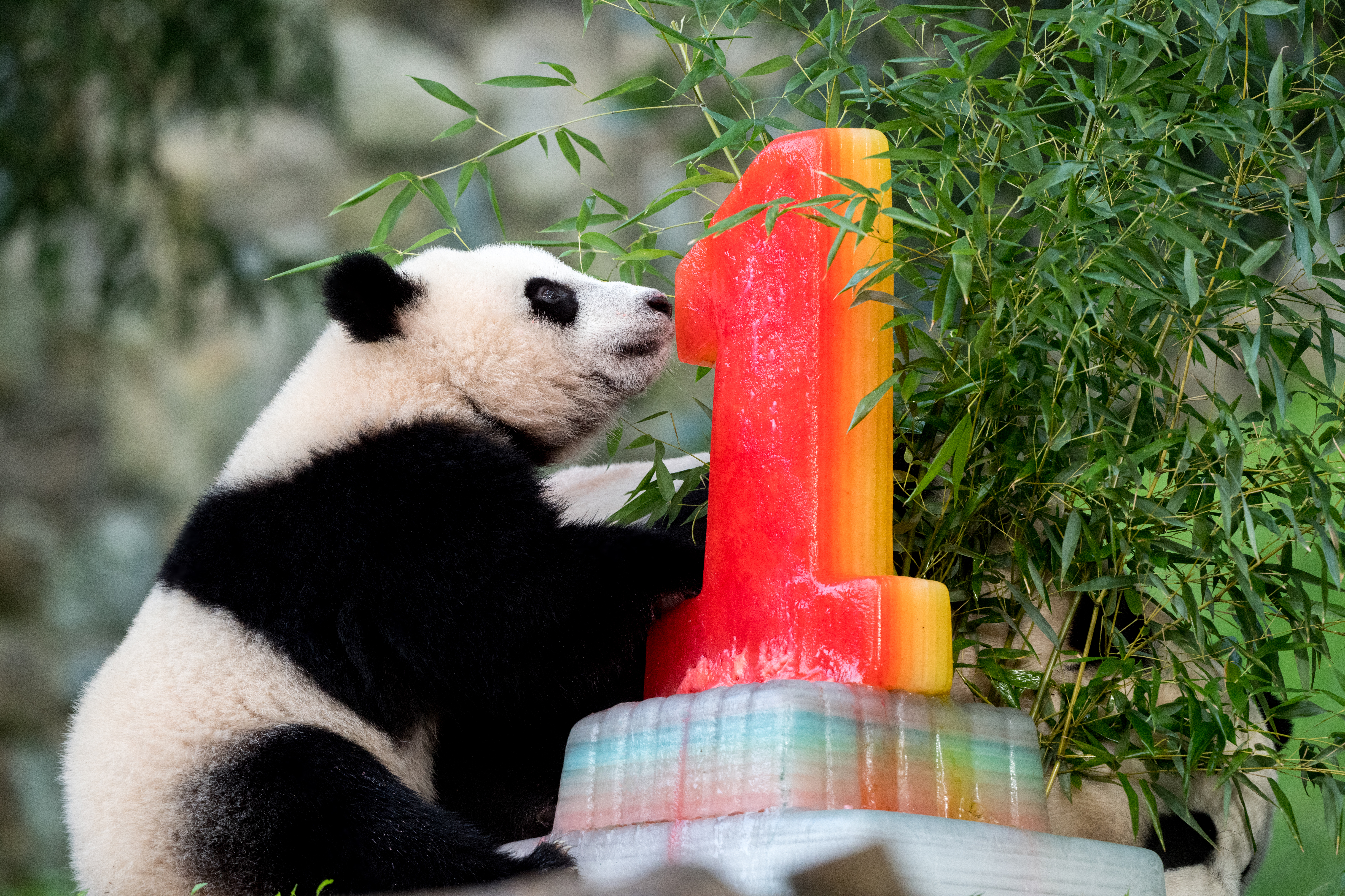 Panda Animal Nature-reserve Cute