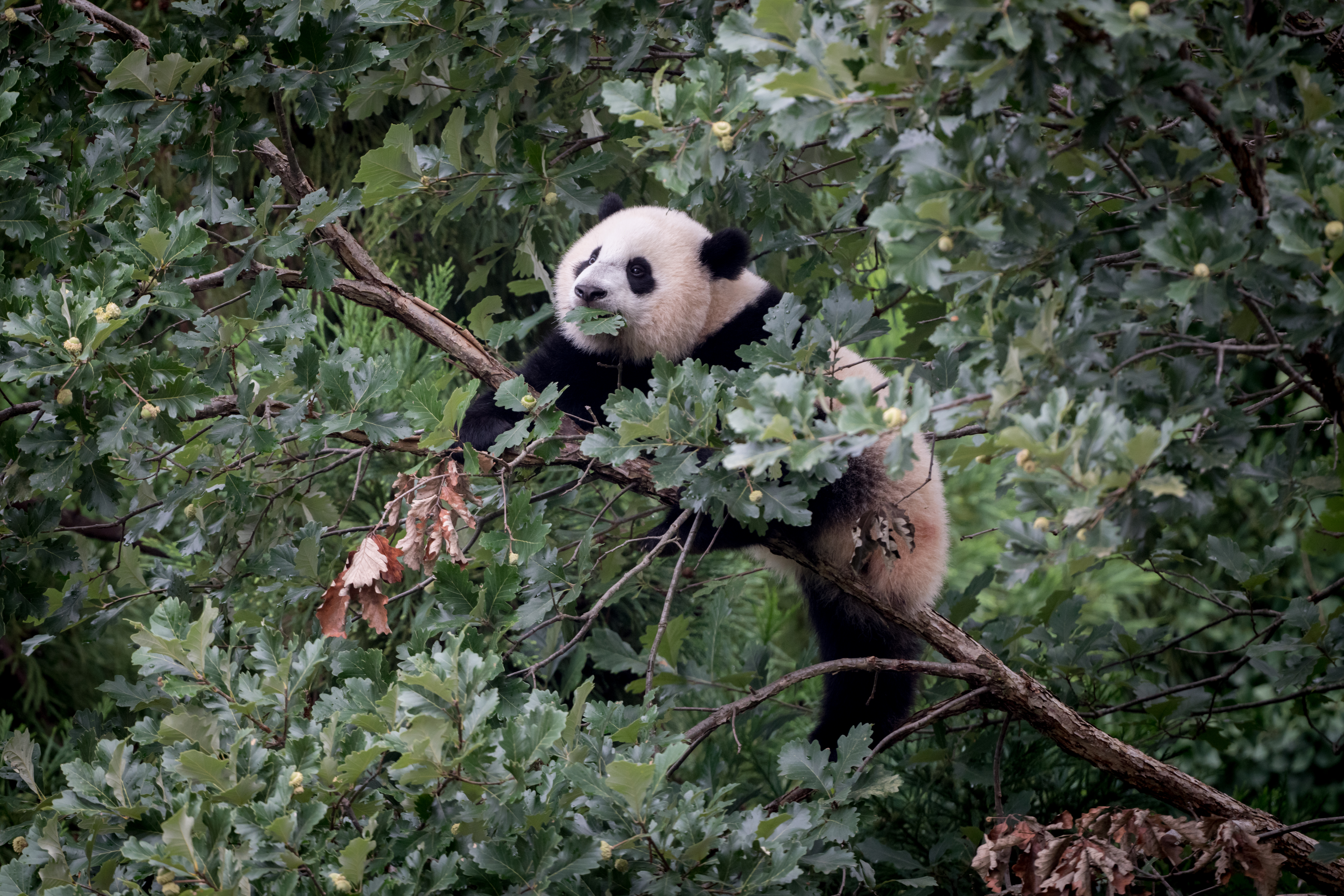 Panda Animal Tree Branches