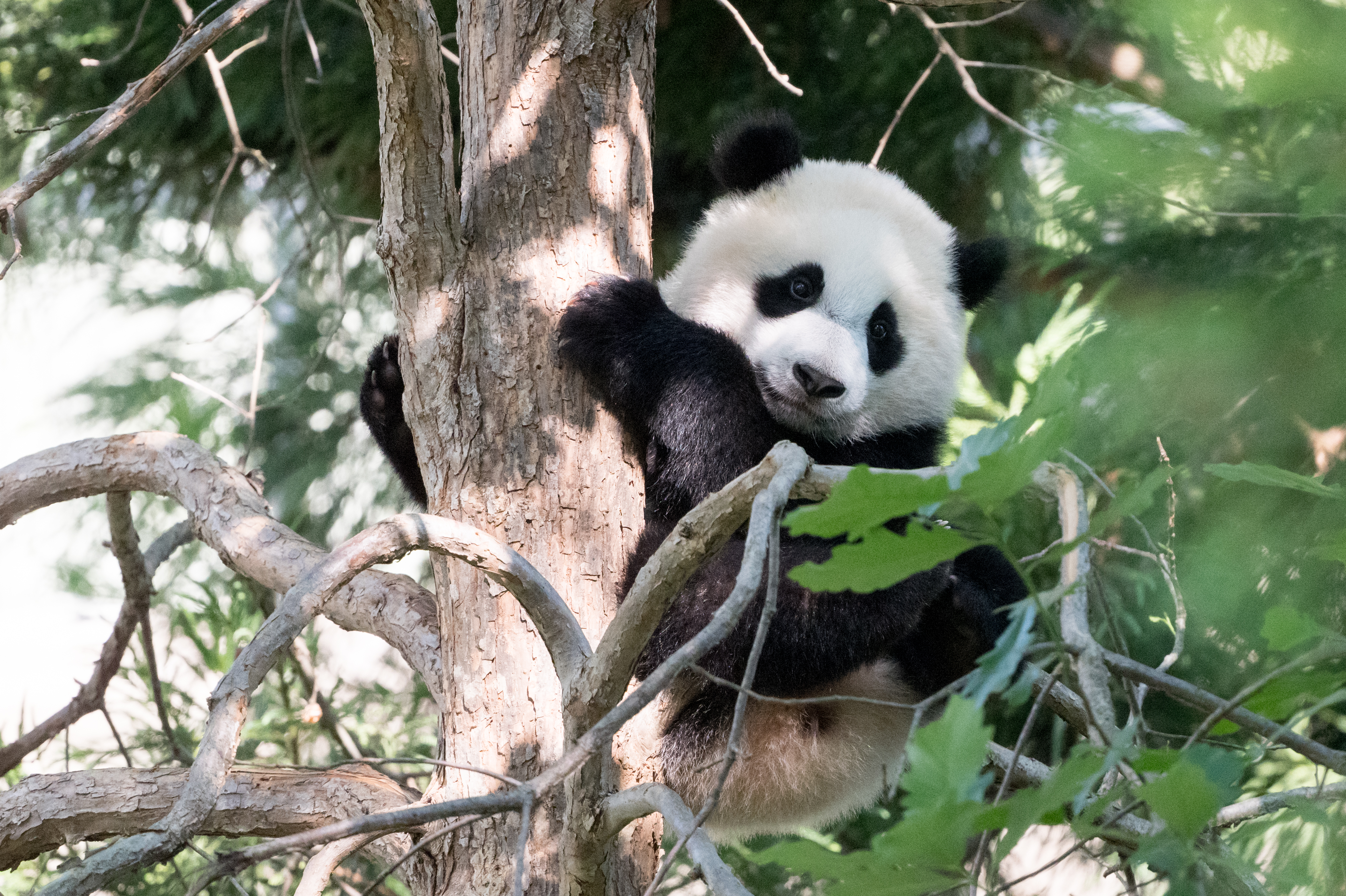 Panda Animal Tree Cute Cool